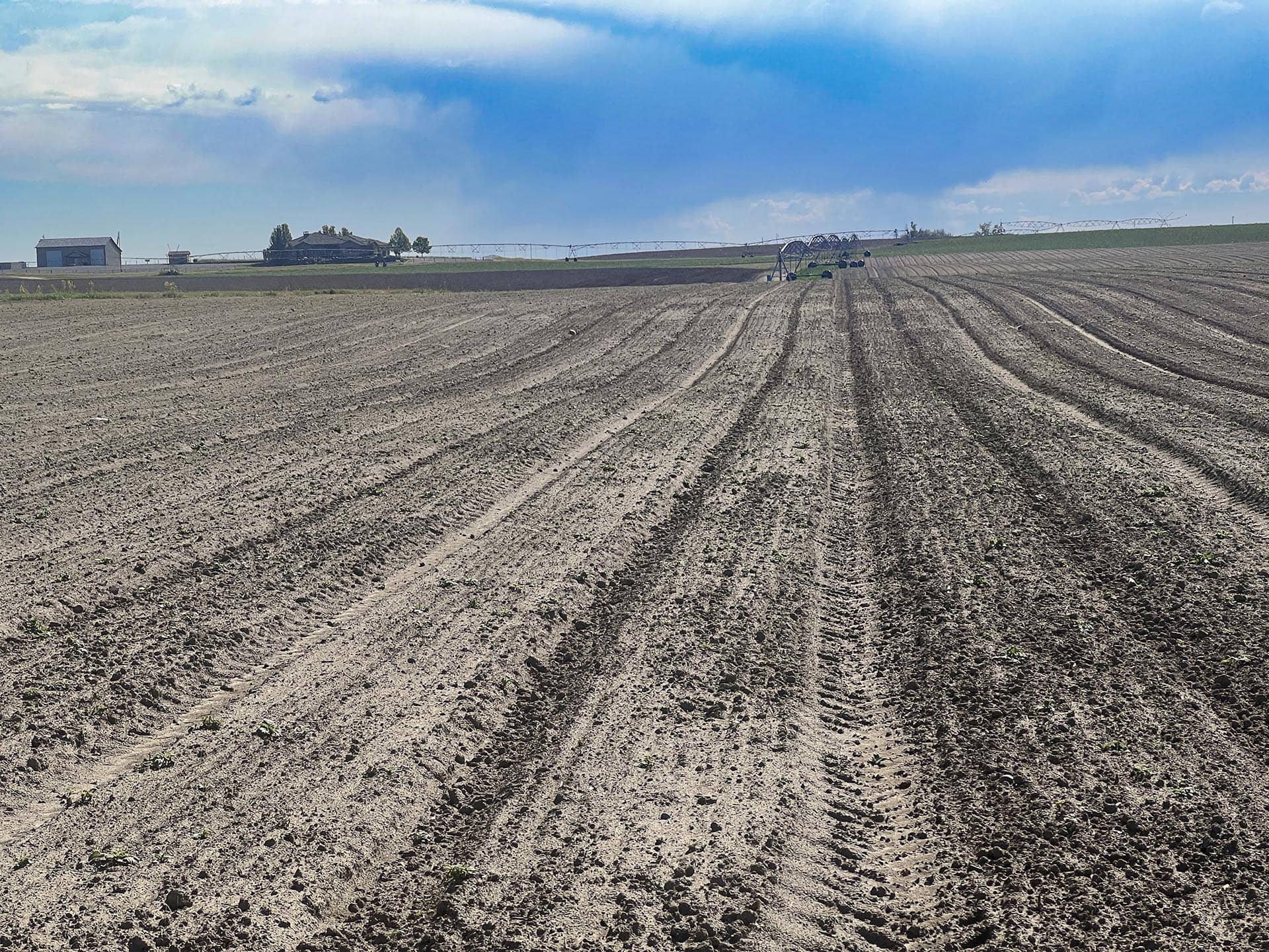 irrigated crop washington preston organic irrigated farm