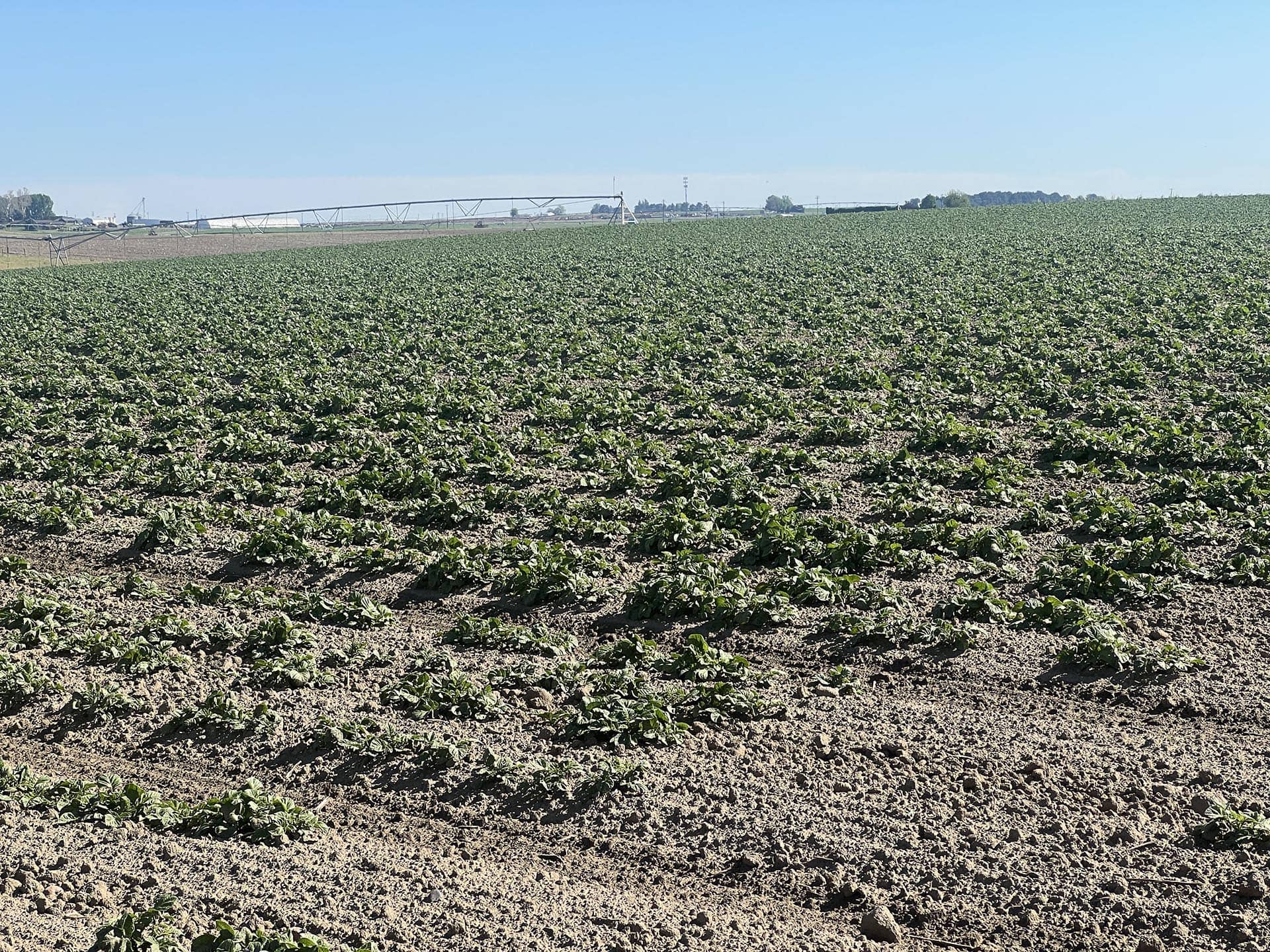 irrigated farm washington preston organic irrigated farm
