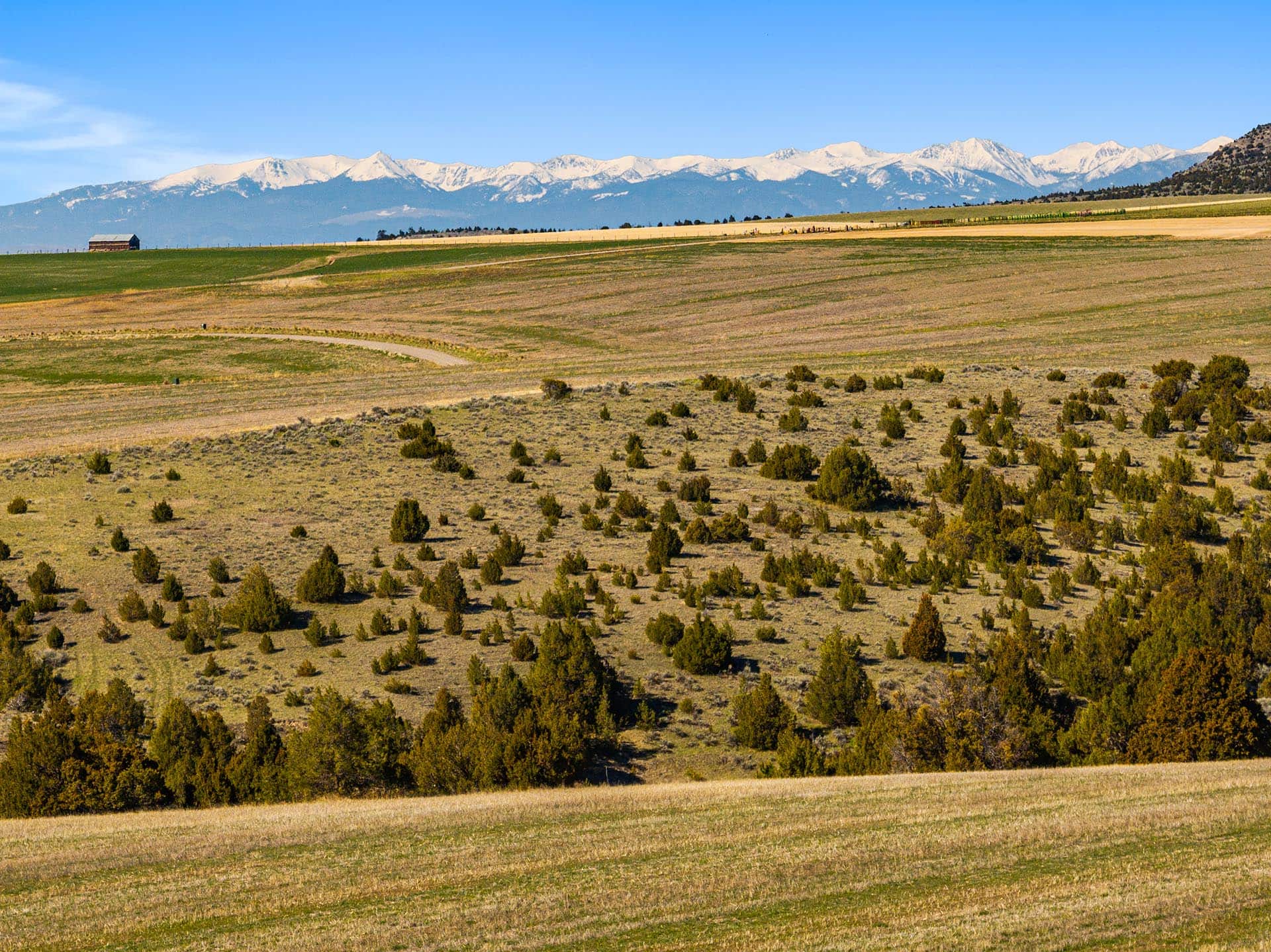 juniper covered scrubland with distant barn and snow peaks land montana golden meadow at sxs ranch