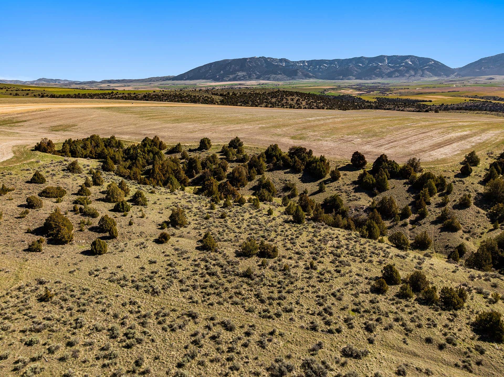 juniper dotted scrubland with distant fields montana golden meadow at sxs ranch