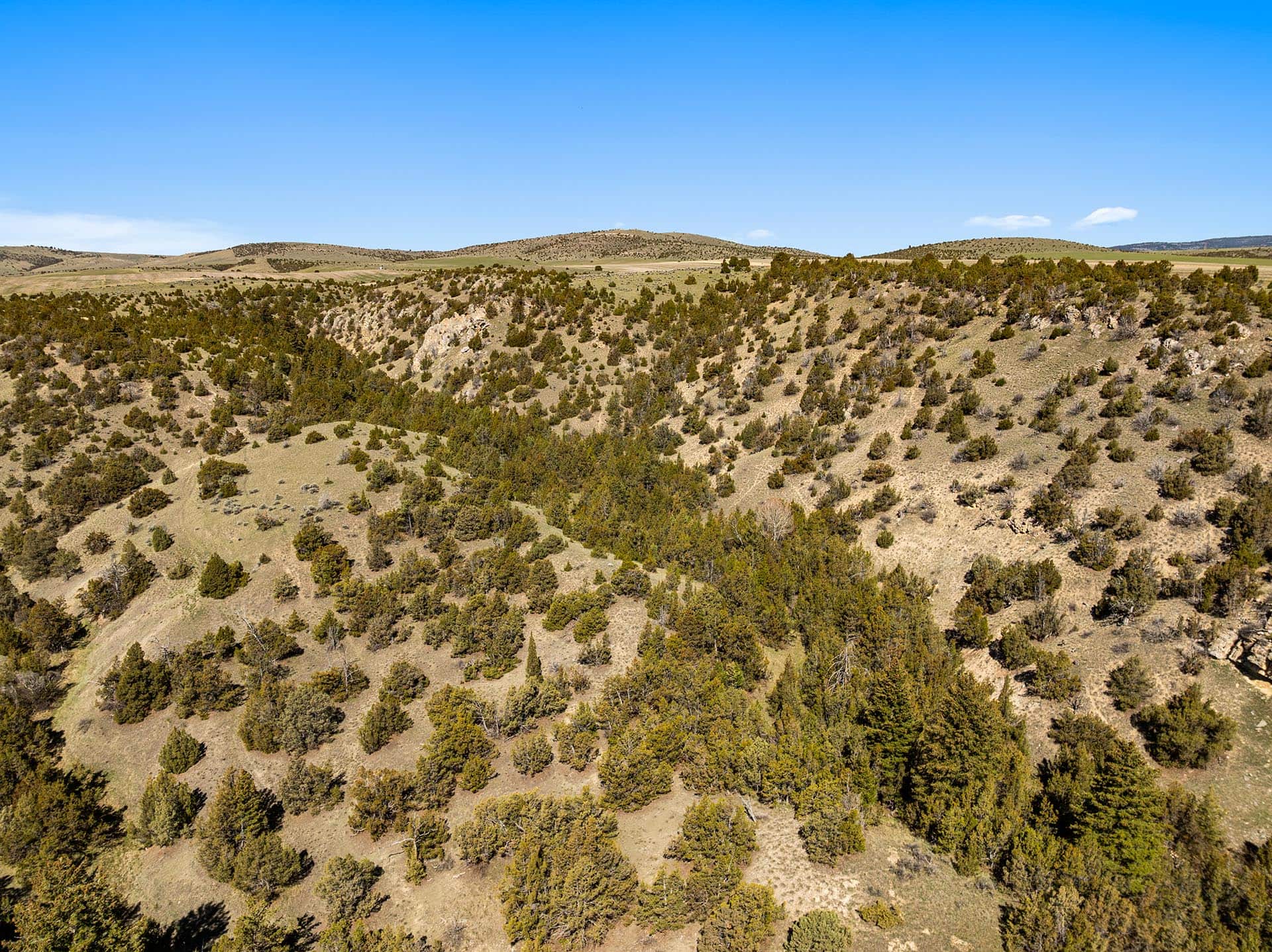 juniper trees and sage montana whitetail hollow at sxs ranch