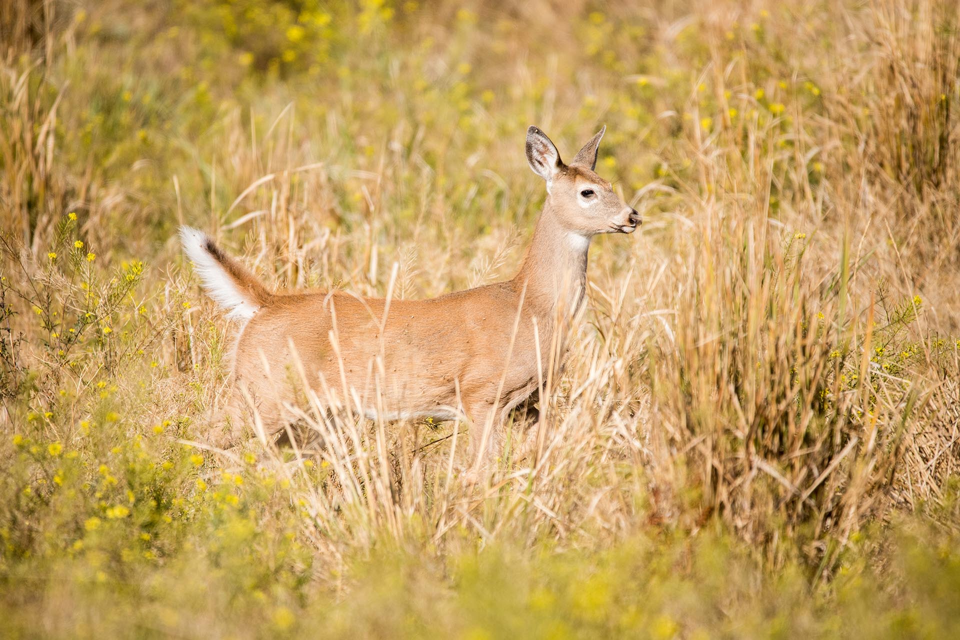 Deer standing in a sunlit field of tall golden grass with small yellow flowers, facing right.