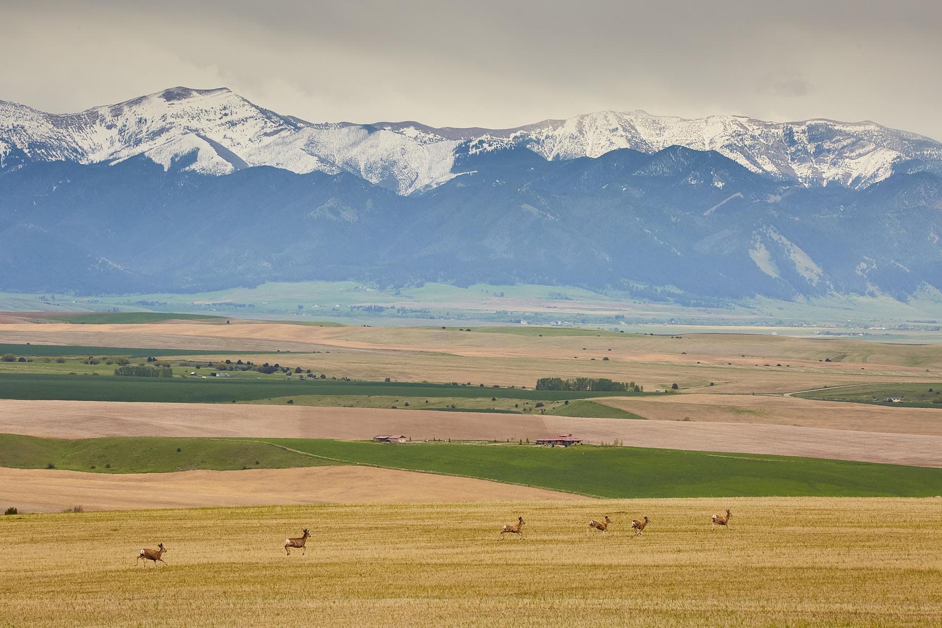 land for sale with mountain views and deer montana skinner road sanctuary at sxs ranch