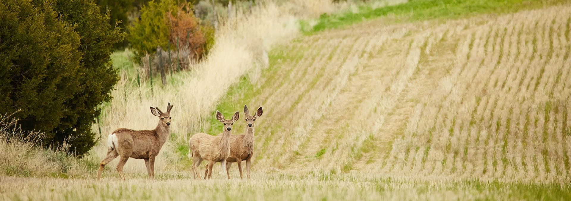 montana property for sale golden meadow at sxs ranch