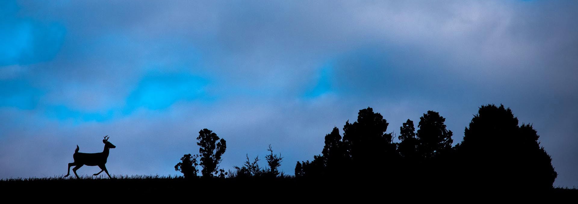 Silhouette of a deer walking on a grassy hill with dark trees on the right against a blue dusk sky.
