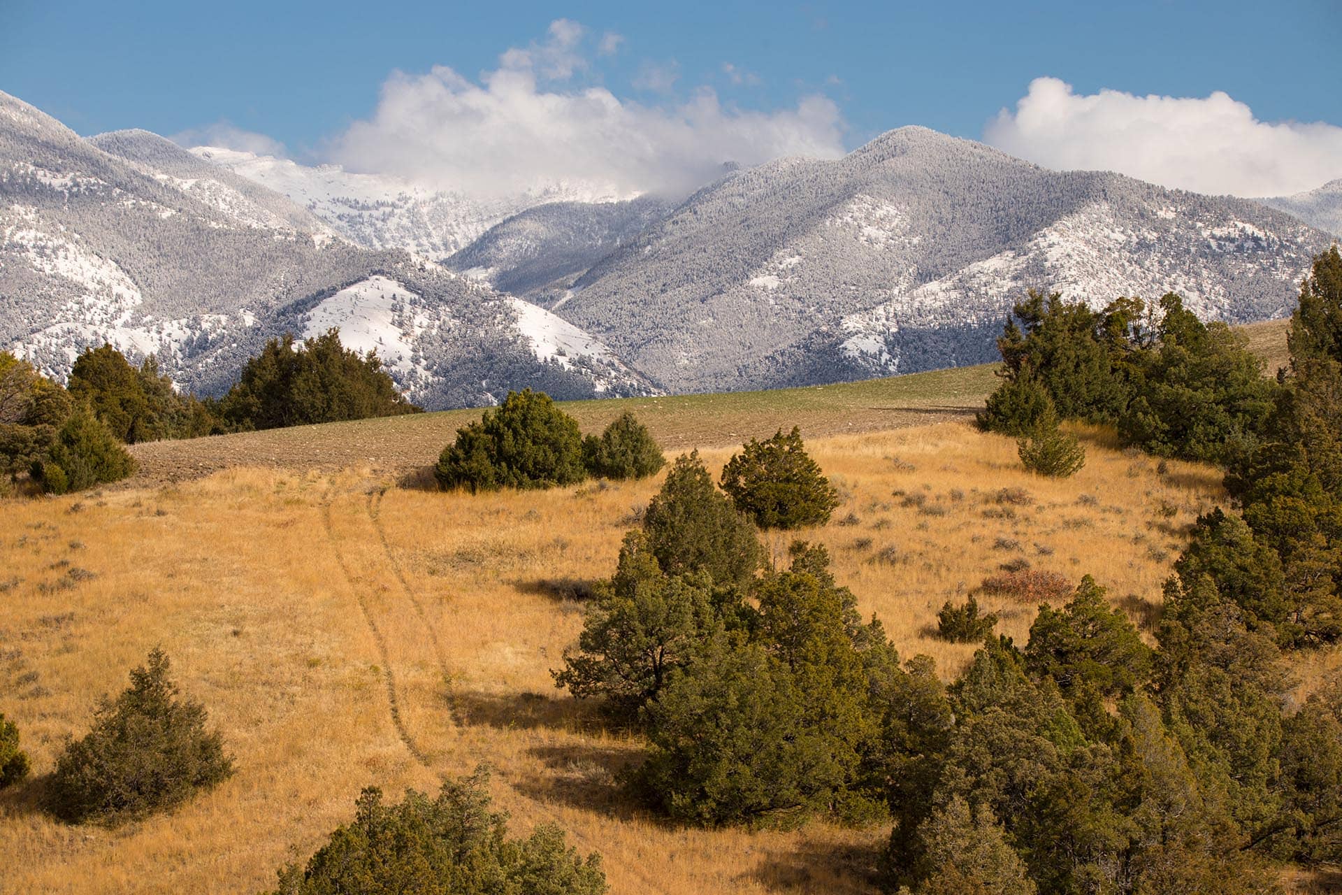 Snowy mountain range under a blue sky with scattered clouds, foreground of golden grass and scattered evergreens.