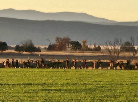 new mexico ranches for sale mountain view elk ranch