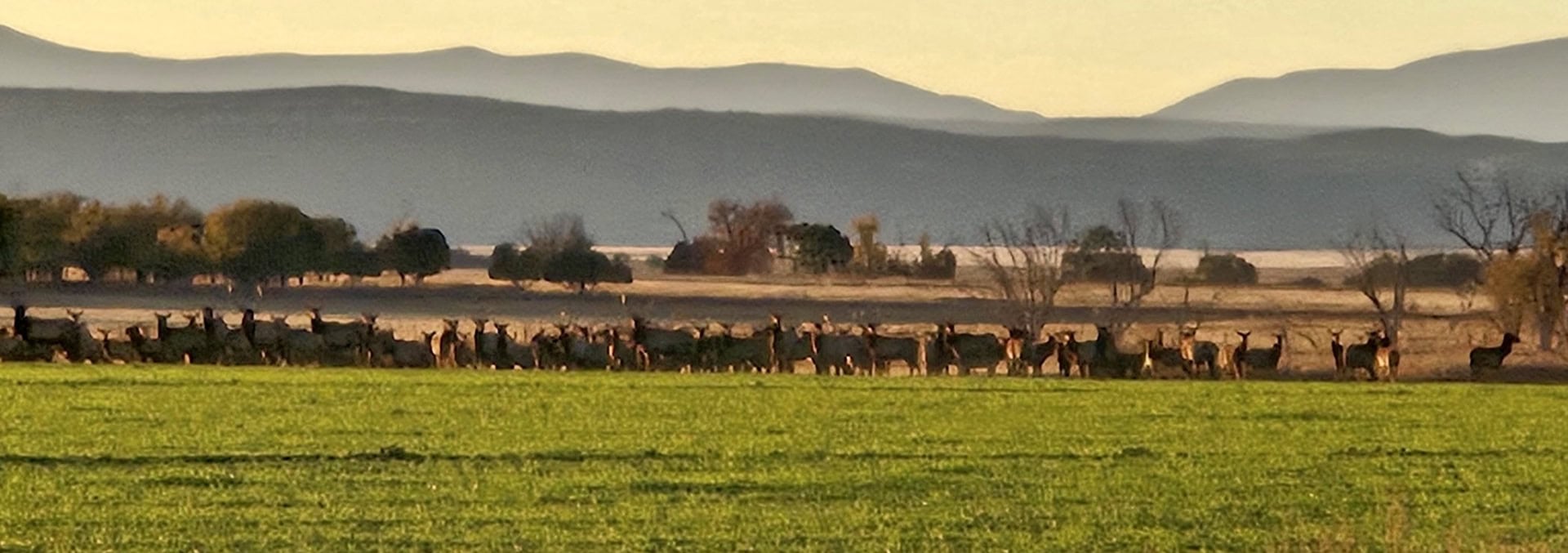 new mexico ranches for sale mountain view elk ranch