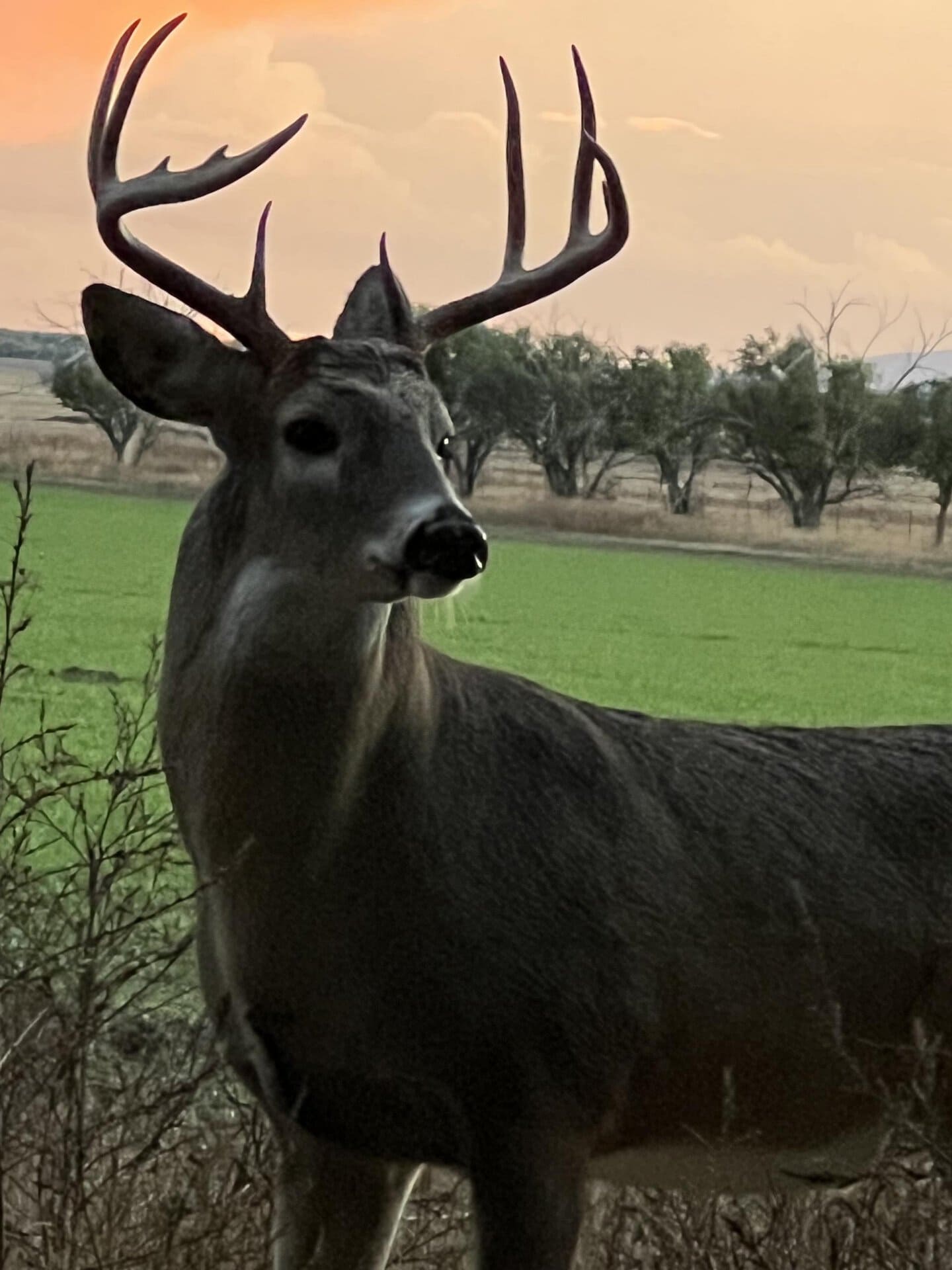 nice buck new mexico mountain view elk ranch