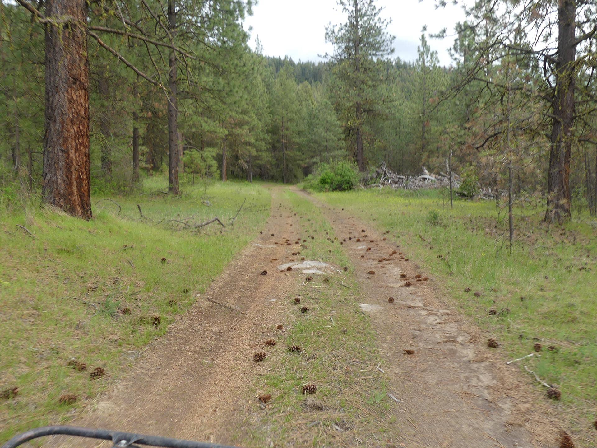 Dirt trail winding through a dense pine forest, with pinecones scattered on the path, seen from a cyclist's viewpoint at the bottom edge of the image.