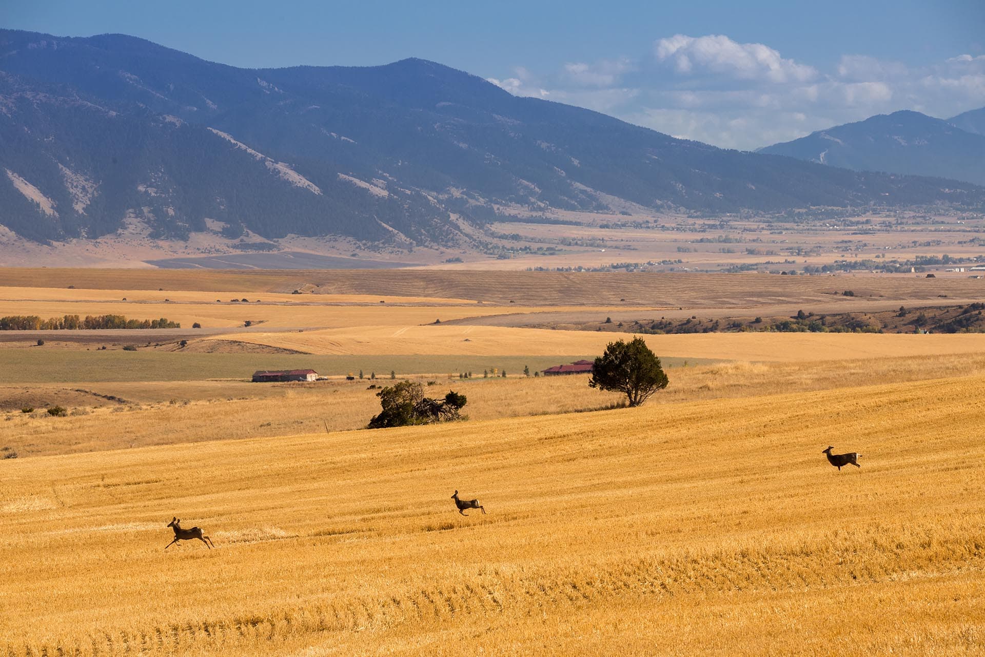 open field land with running deer montana skinner road sanctuary at sxs ranch