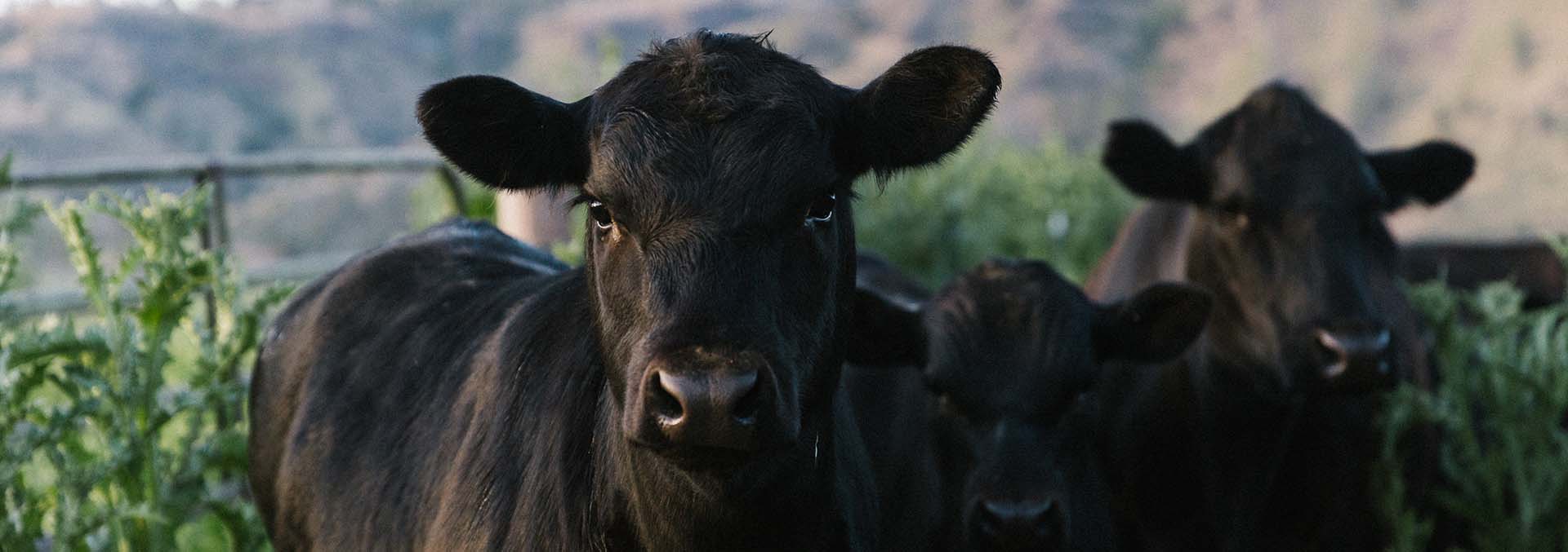 Black cows in a fenced pasture, close to the camera, with vegetation around. (informative)
