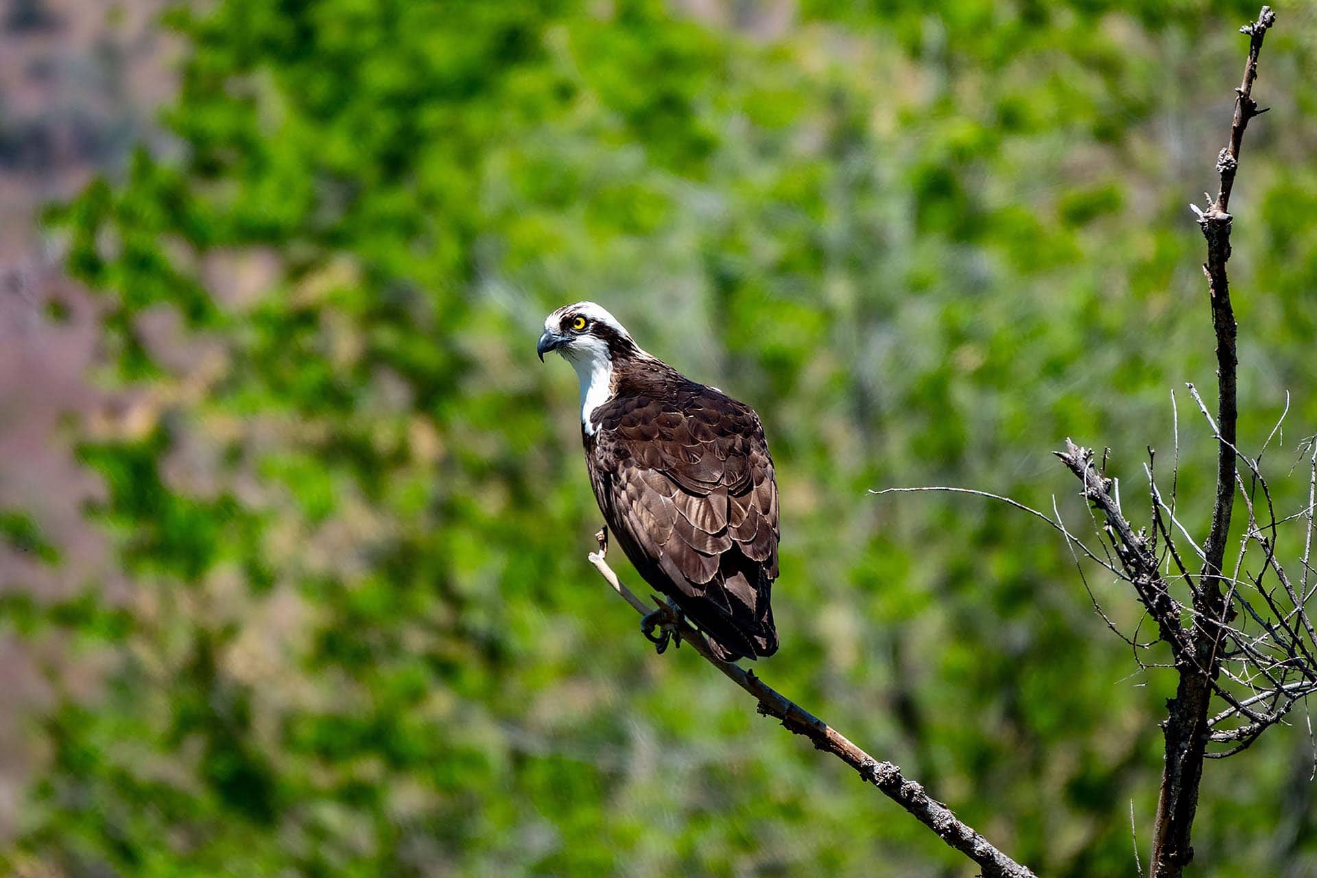 osprey oregon the farm at campbell crossing