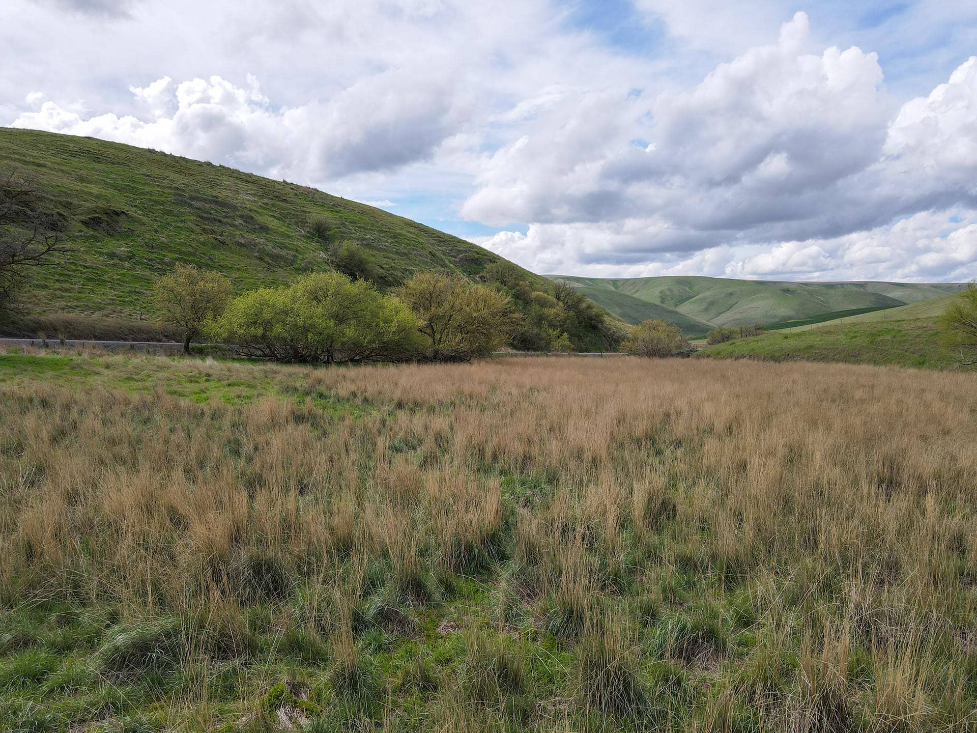 pasture land washington whitmore hereford cattle ranch