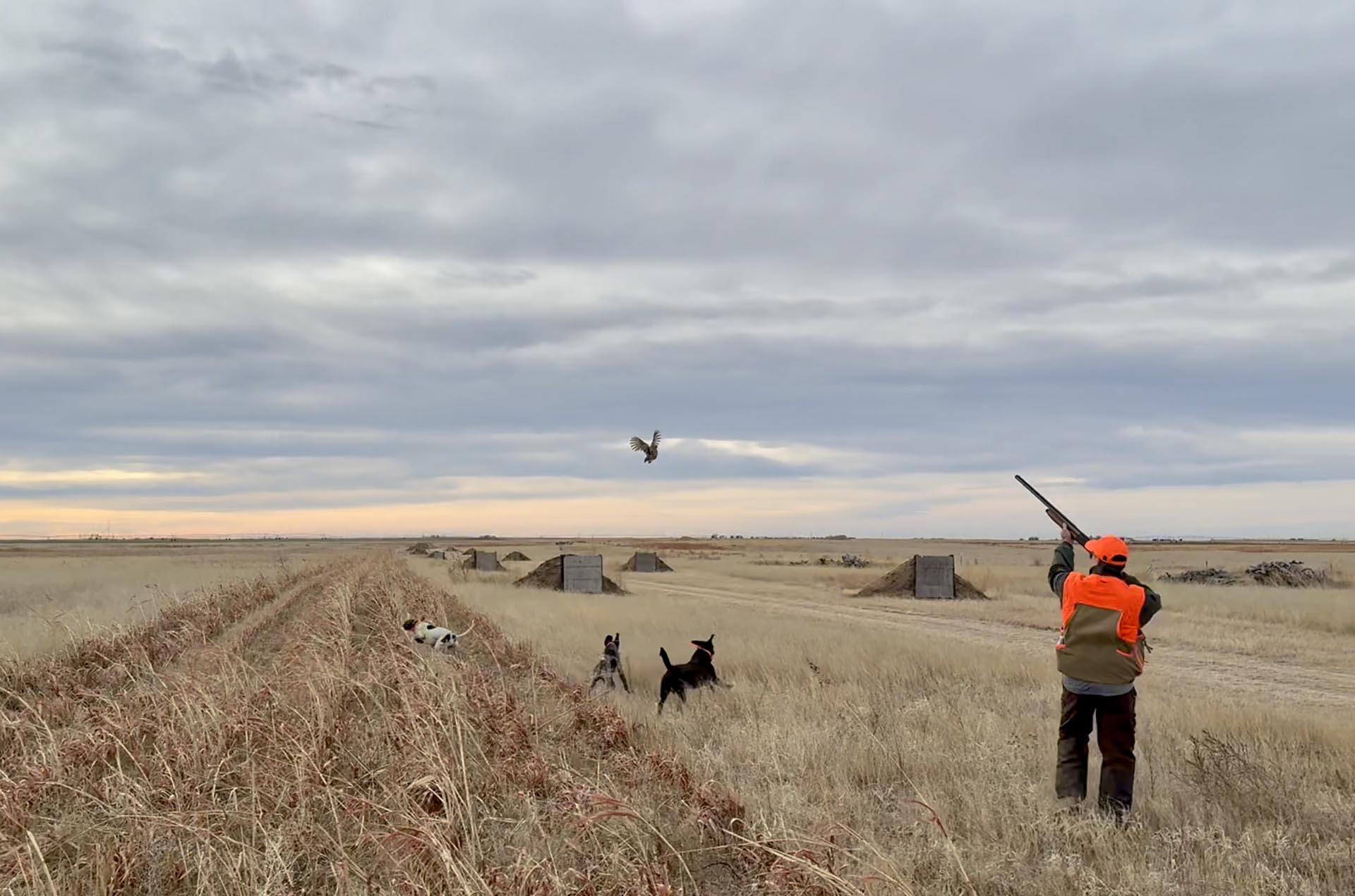 Man in orange safety vest firing a launcher in a barren field, with several dogs watching and a bird taking off in the air.