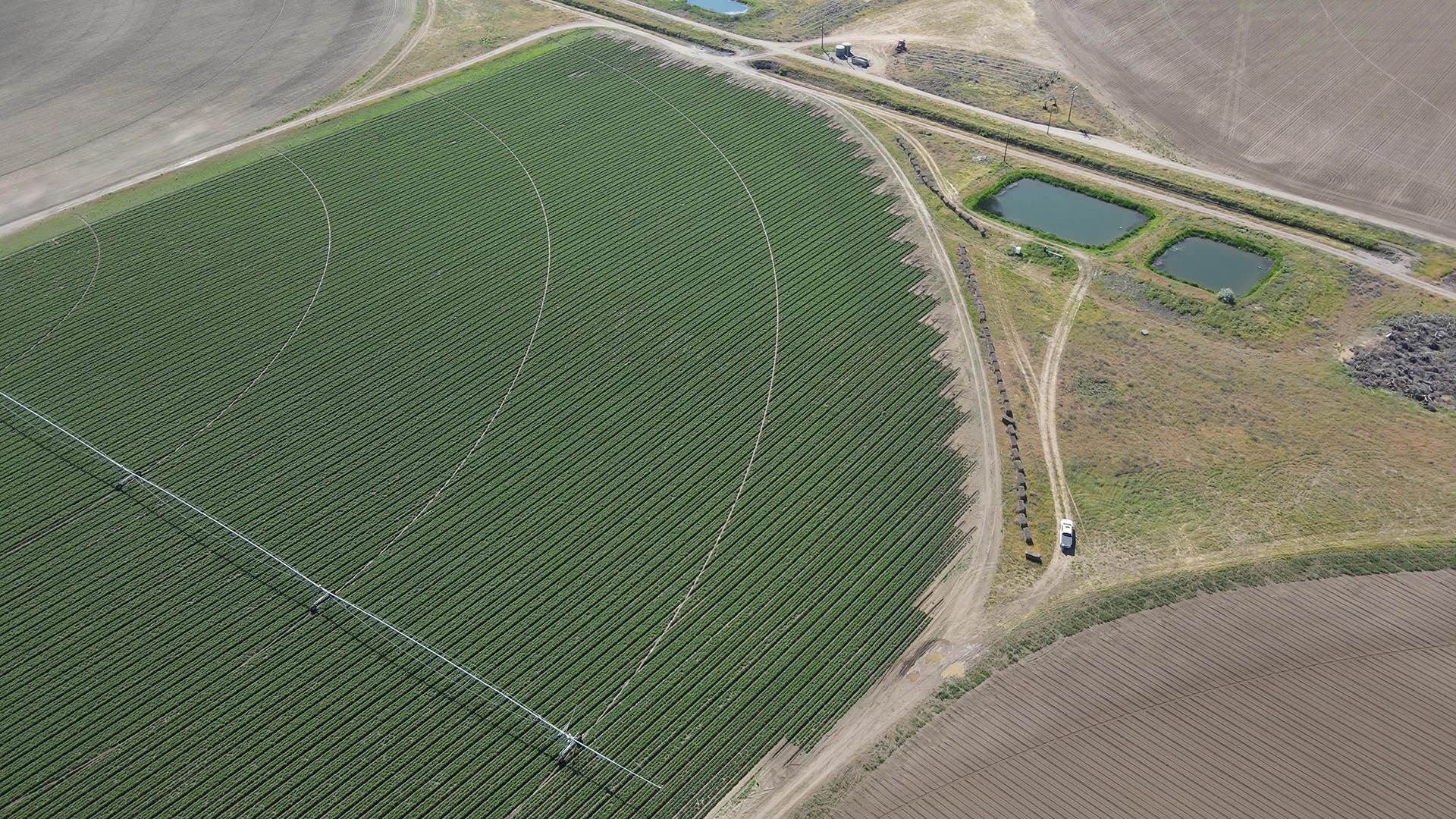 potato crop washington preston organic irrigated farm
