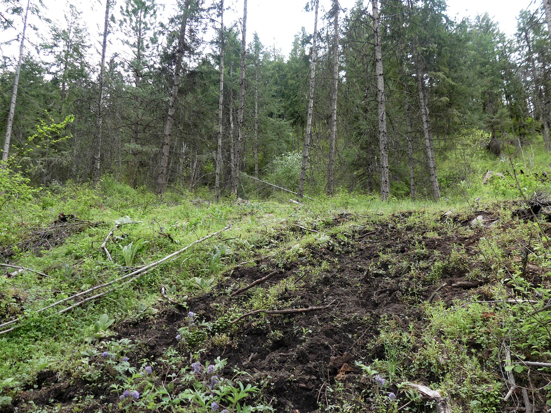 Forest scene with tall birch and evergreen trees, a muddy clearing, and green undergrowth in springtime.