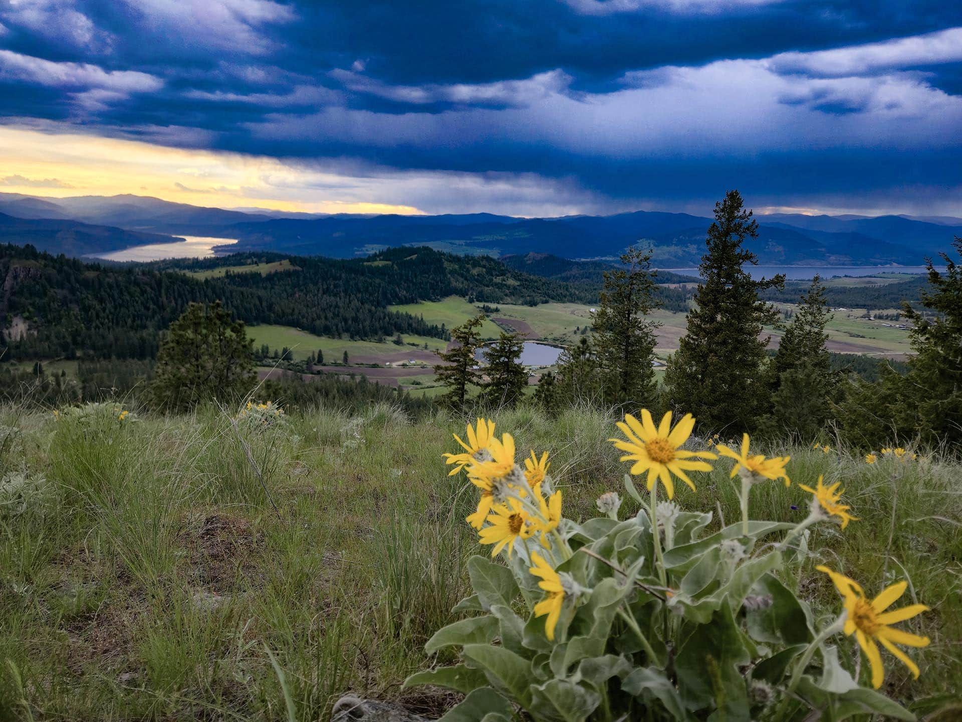 Meadow in foreground with bright yellow flowers, rolling hills and a lake in the distance under dark stormy clouds at dusk