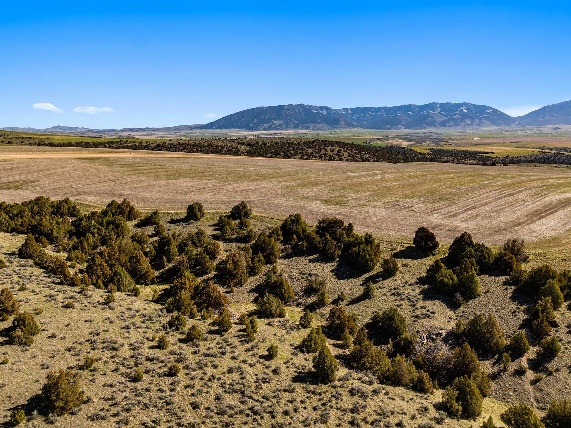 A wide arid plain with sparse trees and distant mountains under a clear blue sky to the horizon.