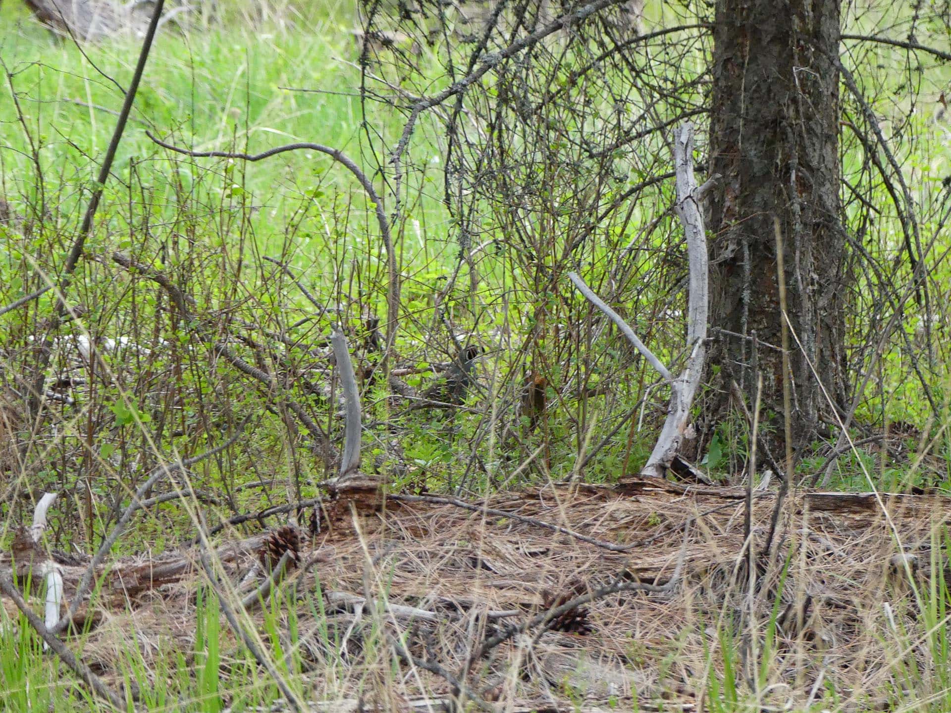 Dense undergrowth of twigs and grass around a tree trunk in a sunlit grassy area.