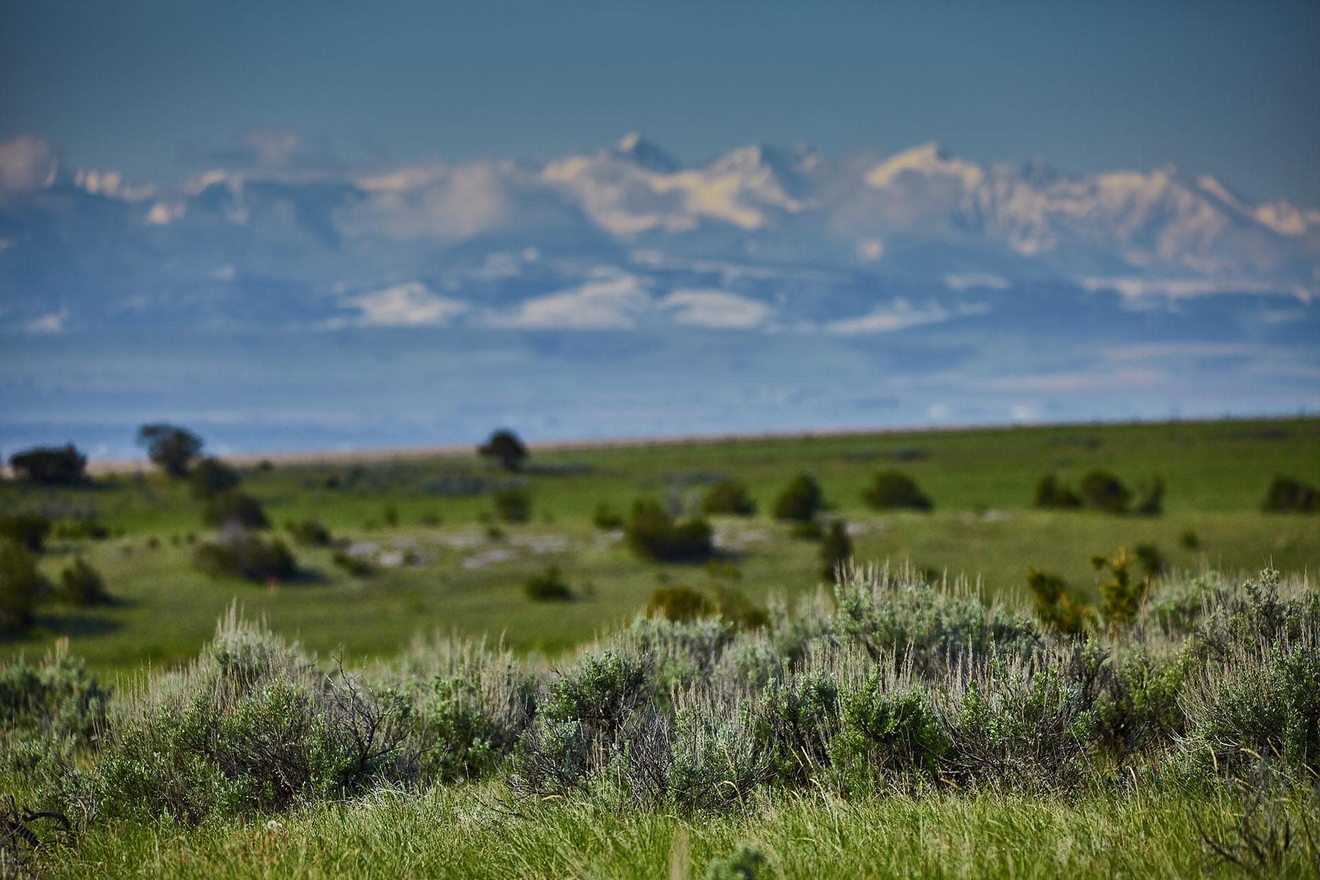 Wide open grassland with shrubs in the foreground and a snow‑capped mountain range on the horizon under a blue sky.