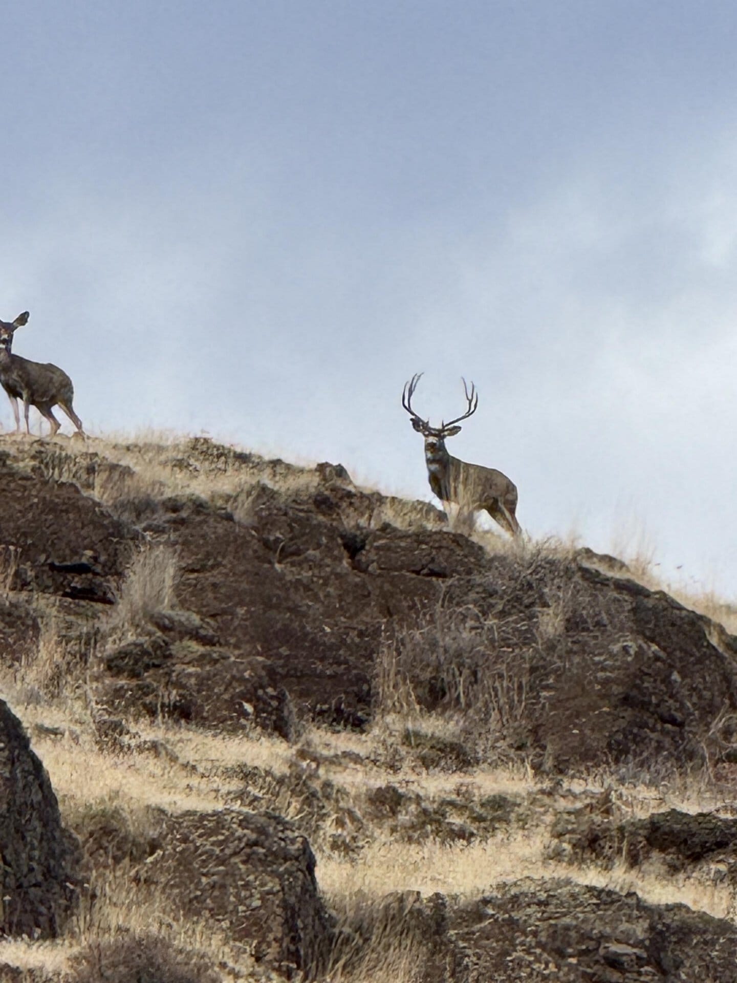 rimrock mule deer oregon thorn creek ranch