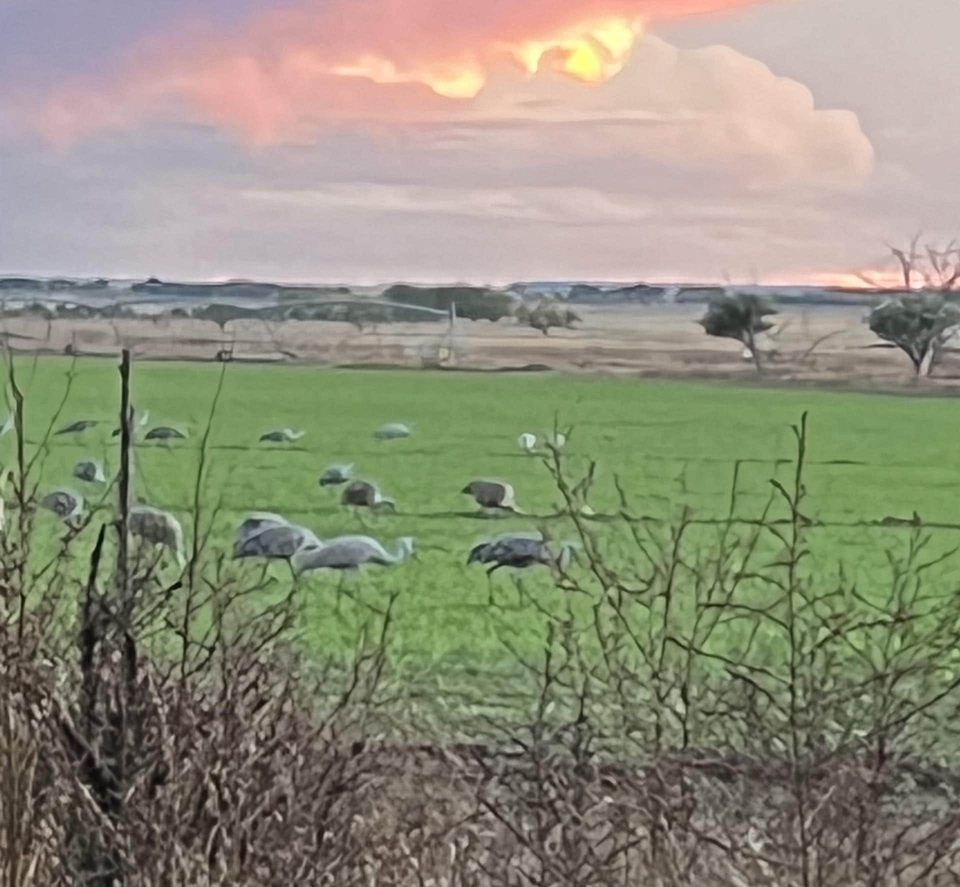 sandhill cranes new mexico mountain view elk ranch