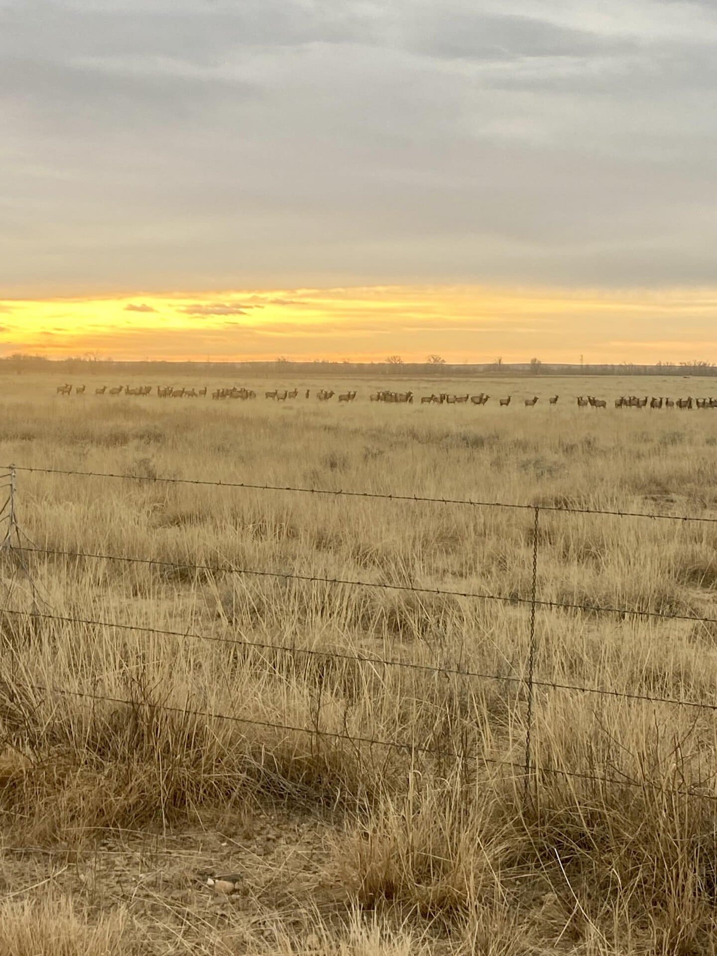 sunset elk group new mexico mountain view ranch
