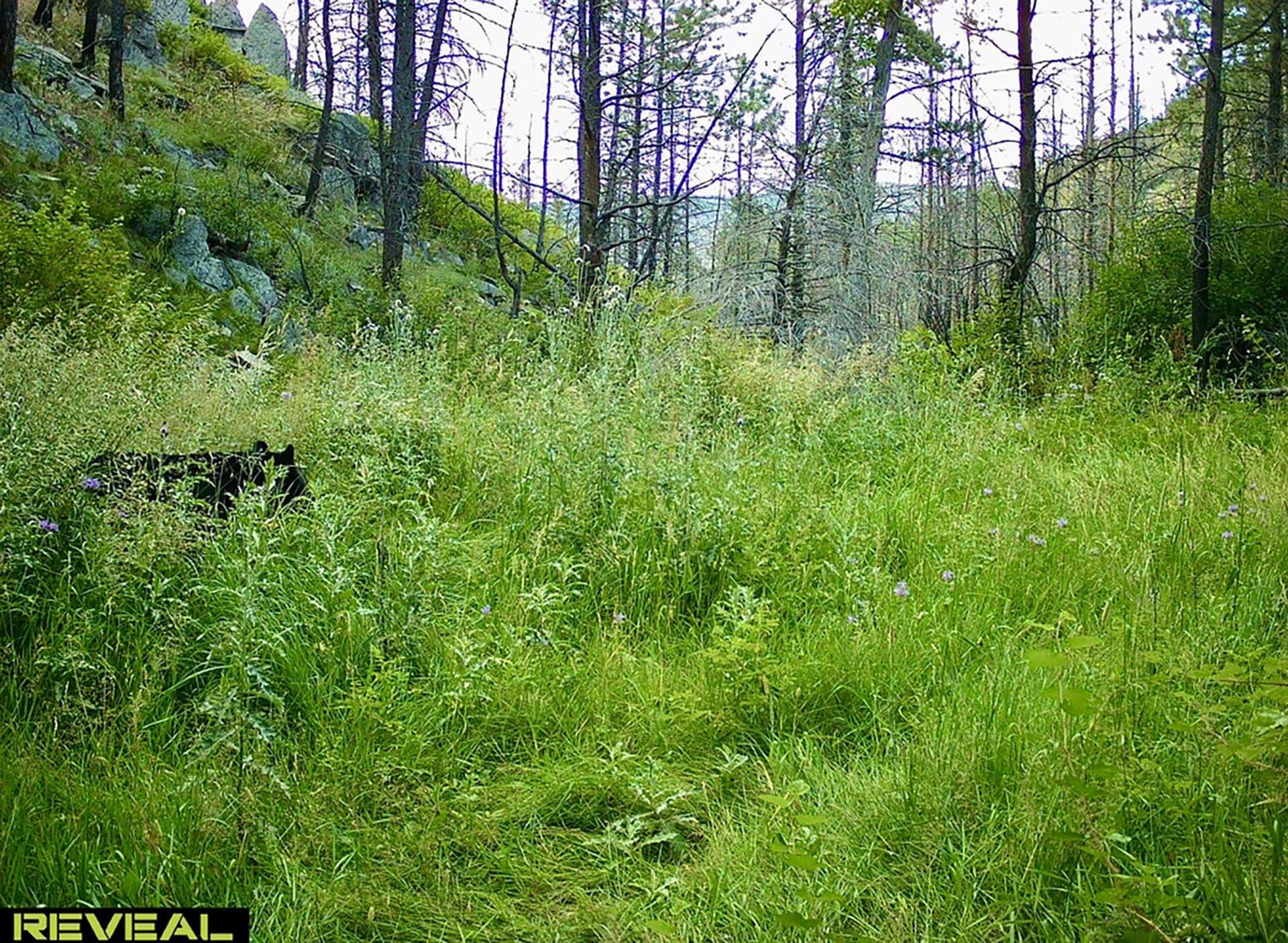 tall grass meadow land colorado bar d ranch