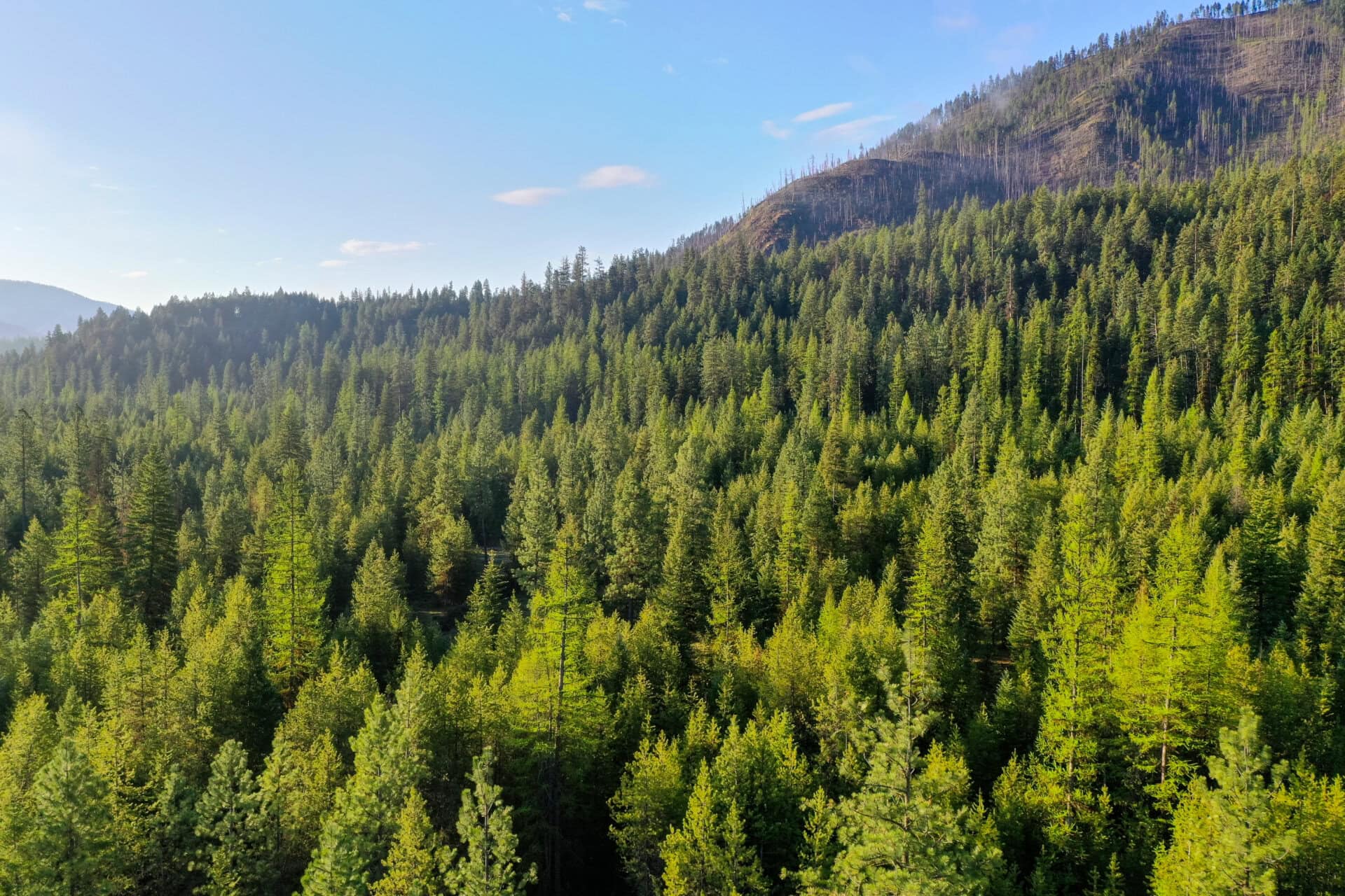 timbered ridges montana clark fork river sporting ranch