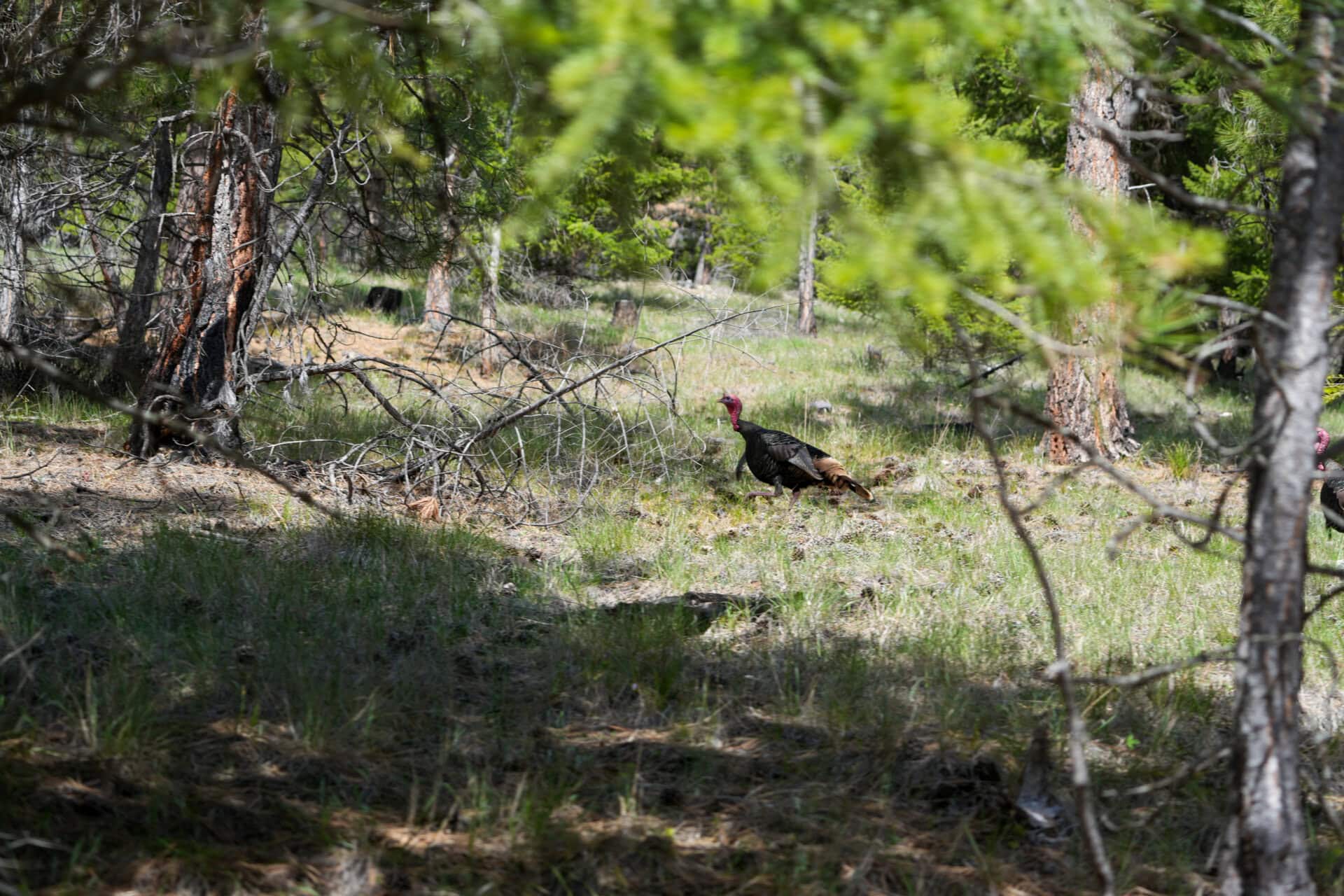 turkey beard montana clark fork river sporting ranch