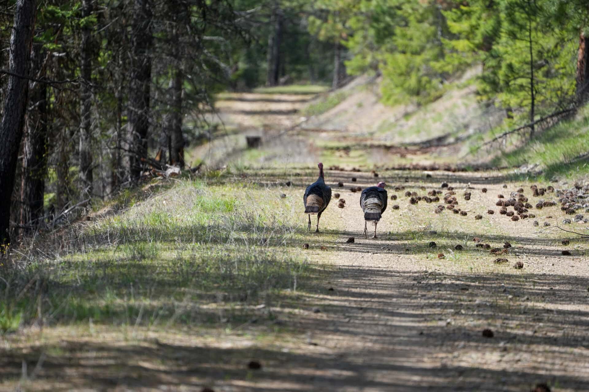 turkey montana clark fork river sporting ranch
