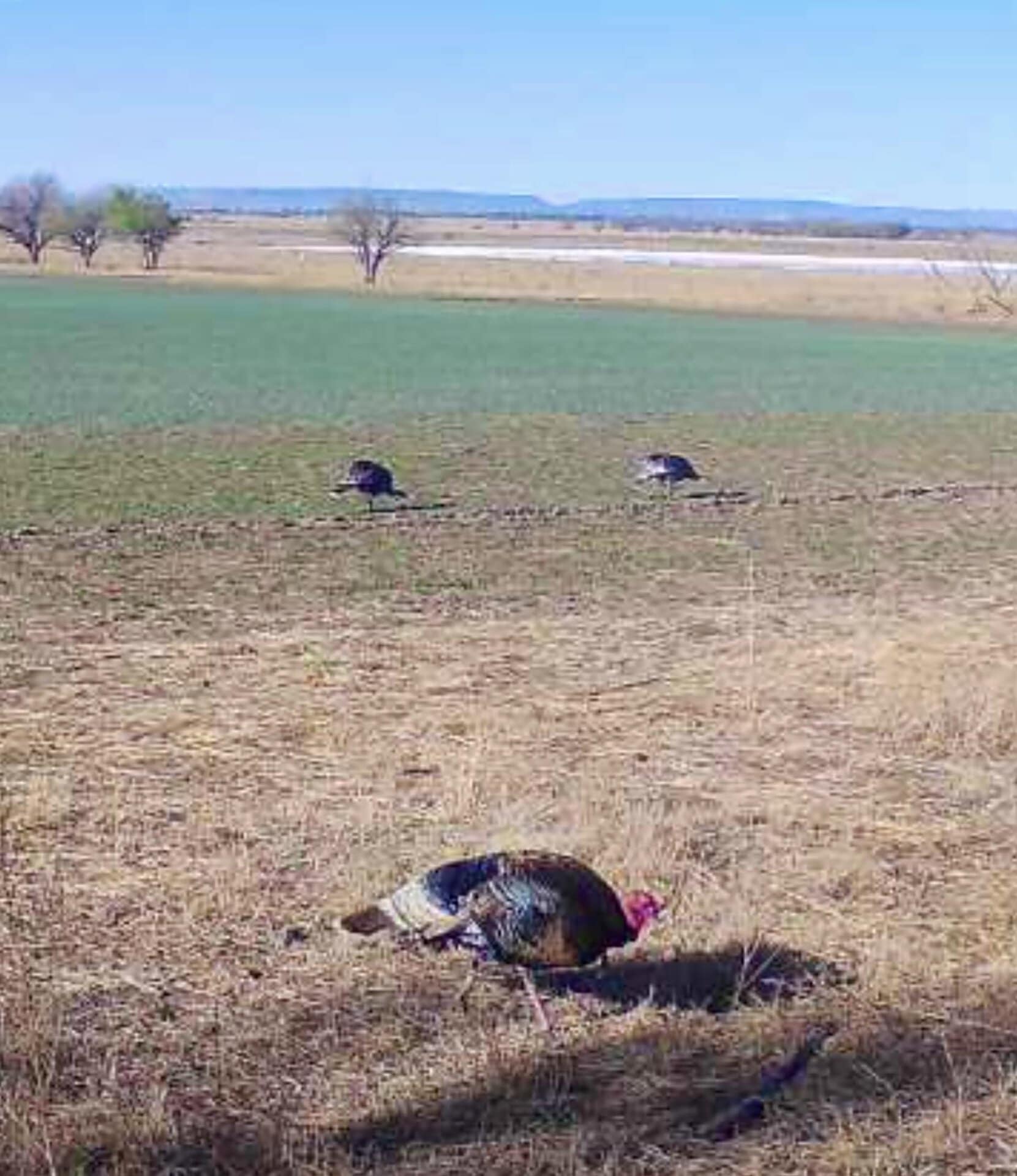 turkey new mexico mountain view elk ranch