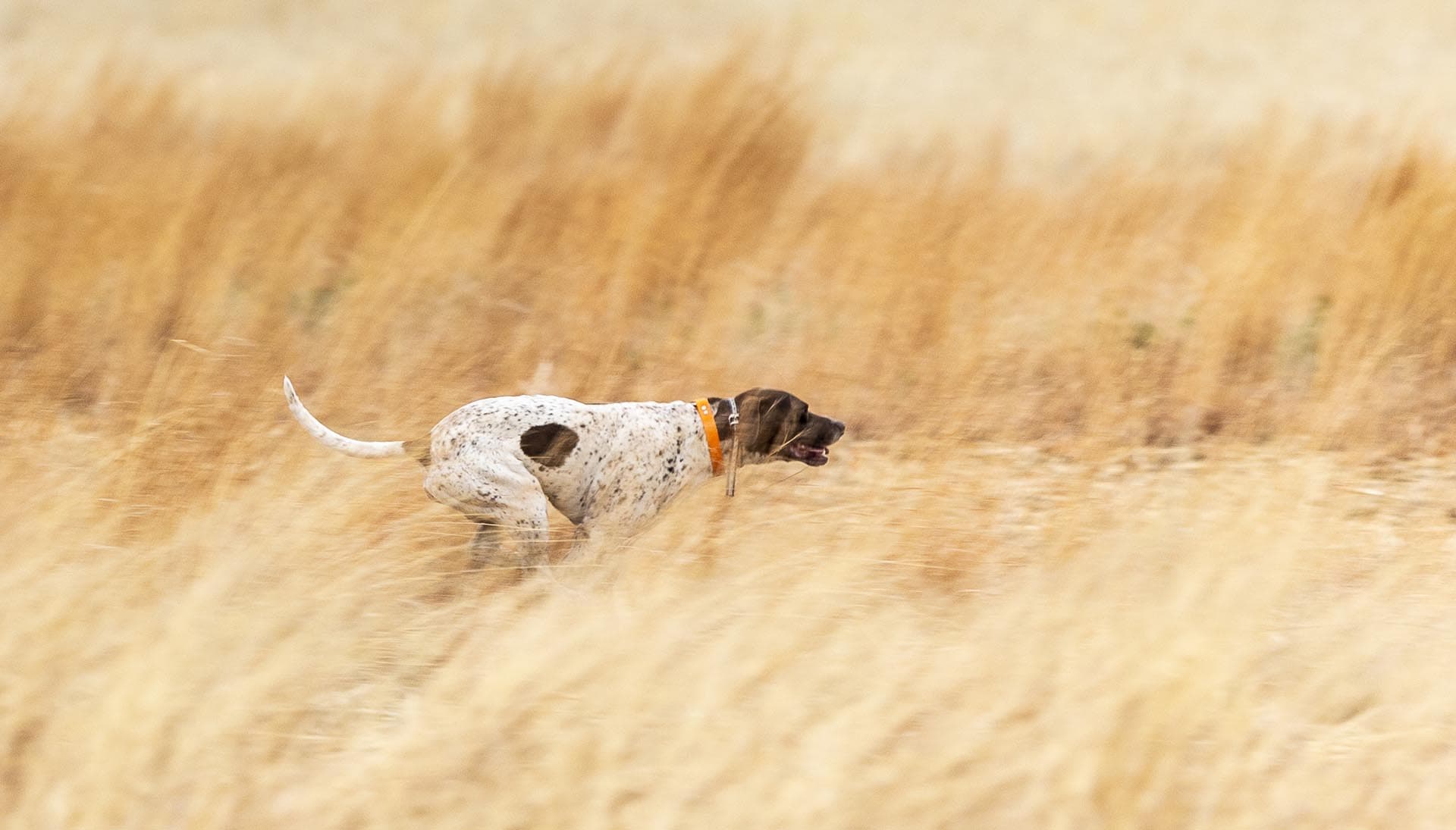 Dog with an orange collar sprinting through tall golden grass in a field, side view.