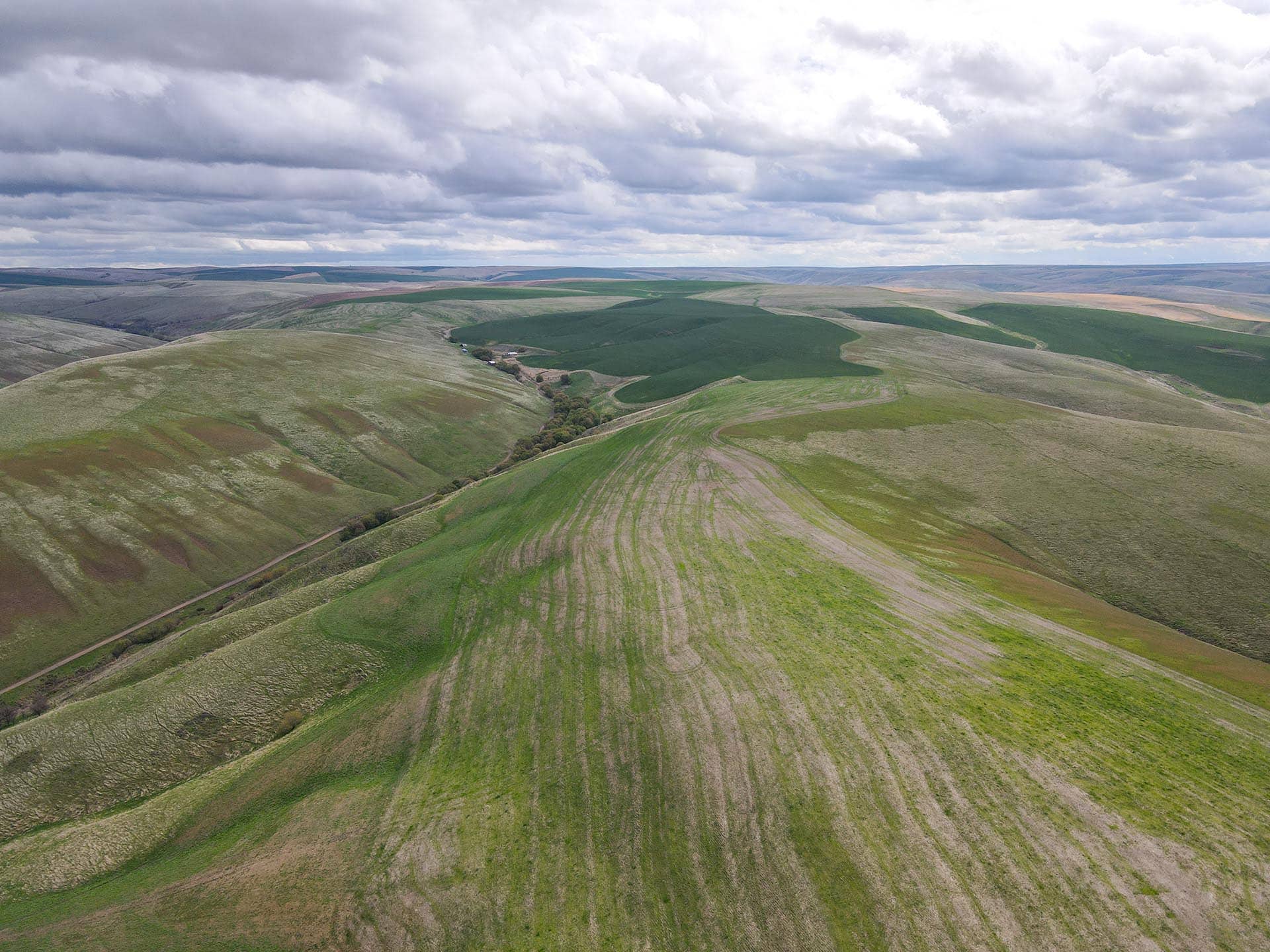 view from top washington whitmore hereford cattle ranch