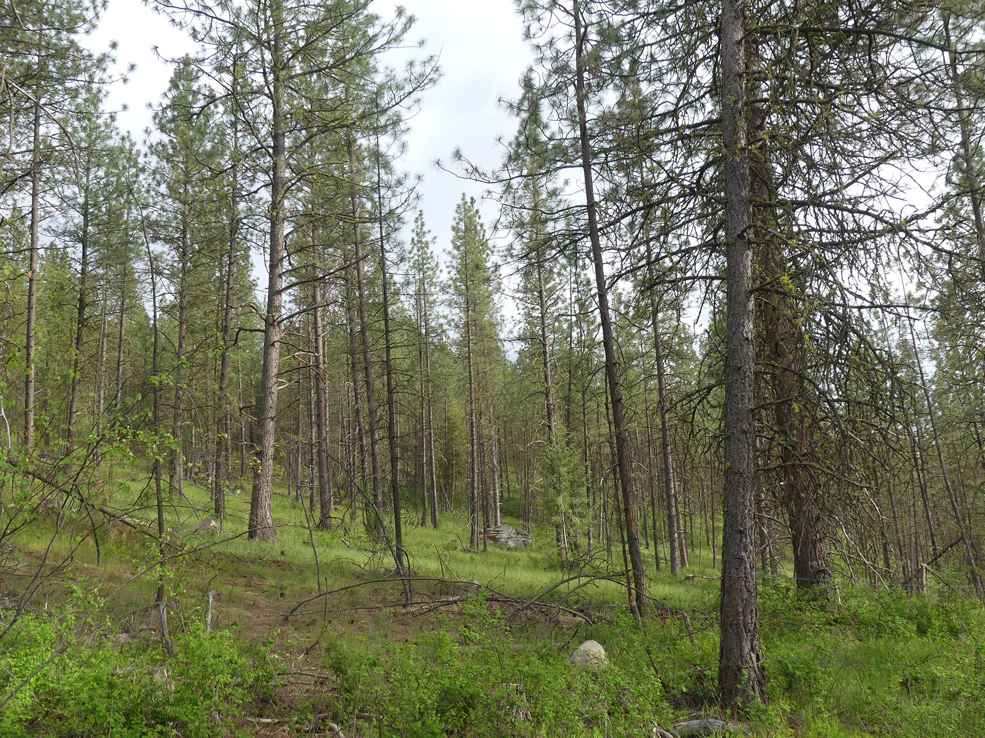 Dense pine forest with green undergrowth and scattered branches on a sunny day.