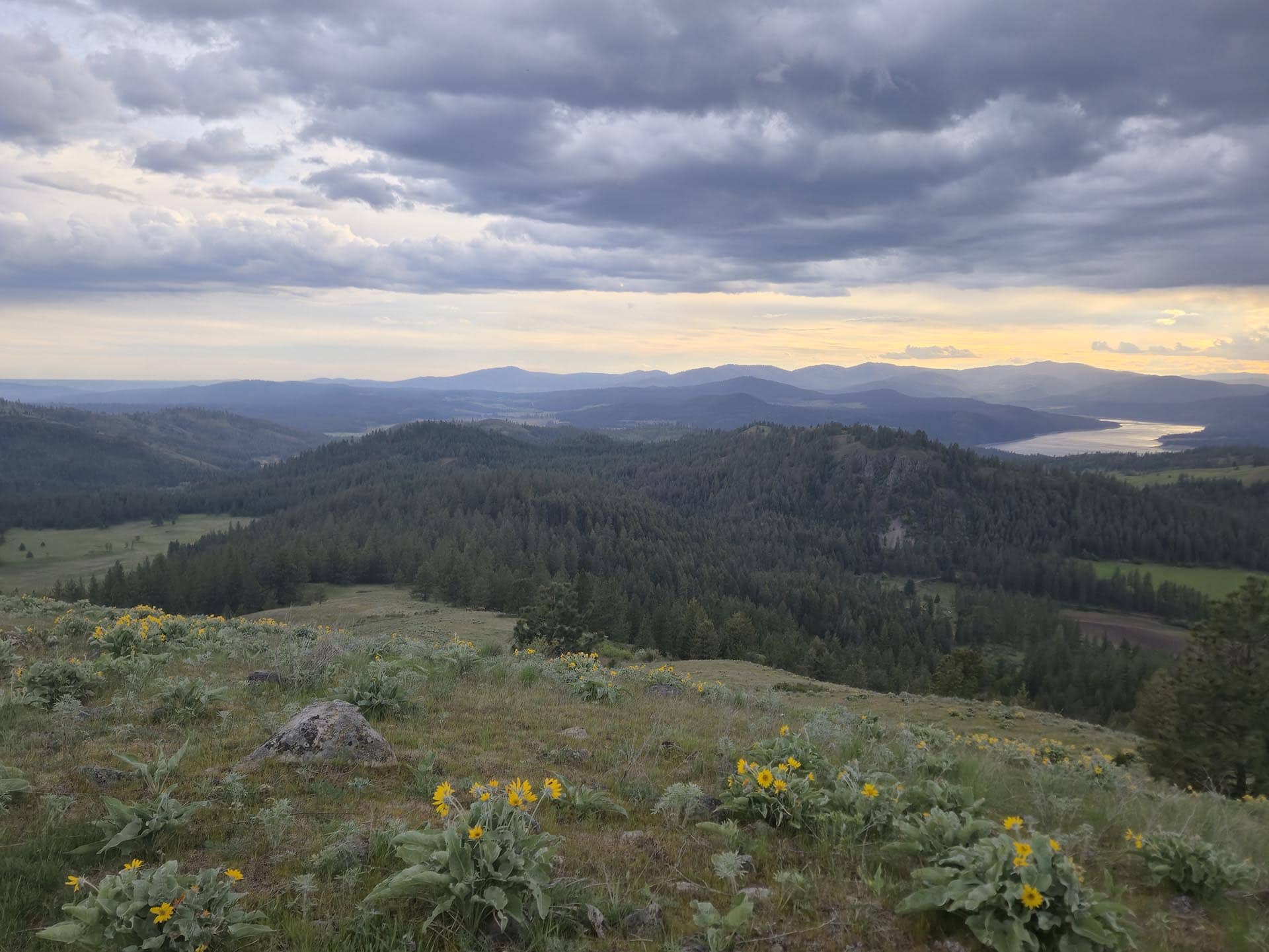 Rolling hillside with yellow wildflowers in the foreground, dense pines in midground, and layered mountains under a dramatic cloudy sky at sunset.
