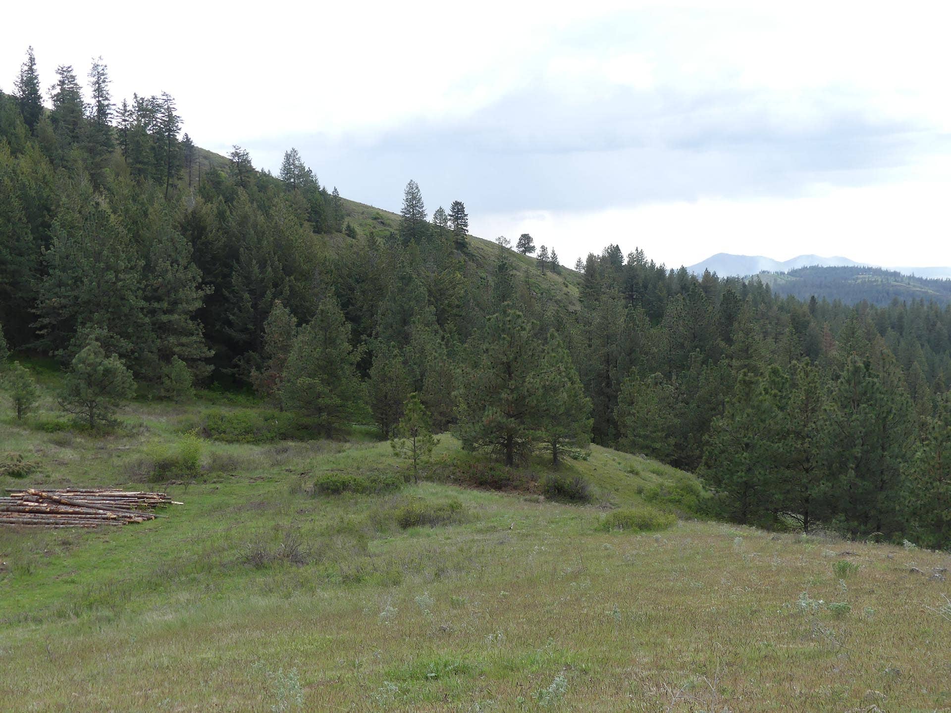 Grassy meadow in the foreground with a dense evergreen forest on rolling hills and distant mountains under a cloudy sky; a stack of cut logs sits on the left.
