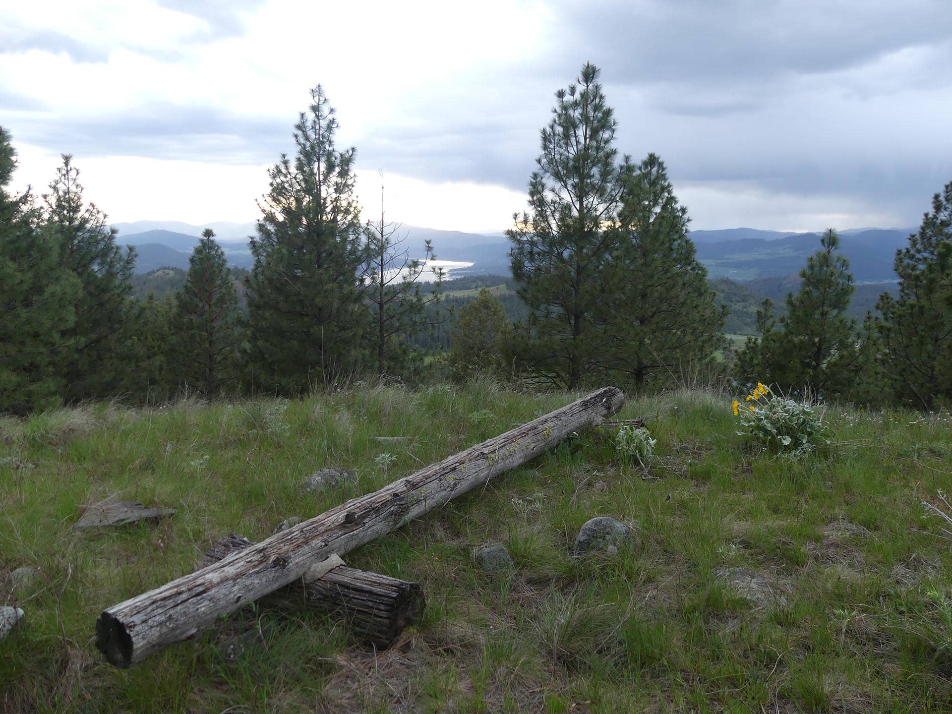 Mountain meadow with tall pine trees and a fallen log in the foreground, a lake and hills in the distance under a cloudy sky.