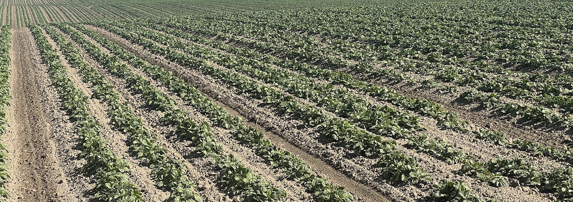 washington property for sale preston organic irrigated farm