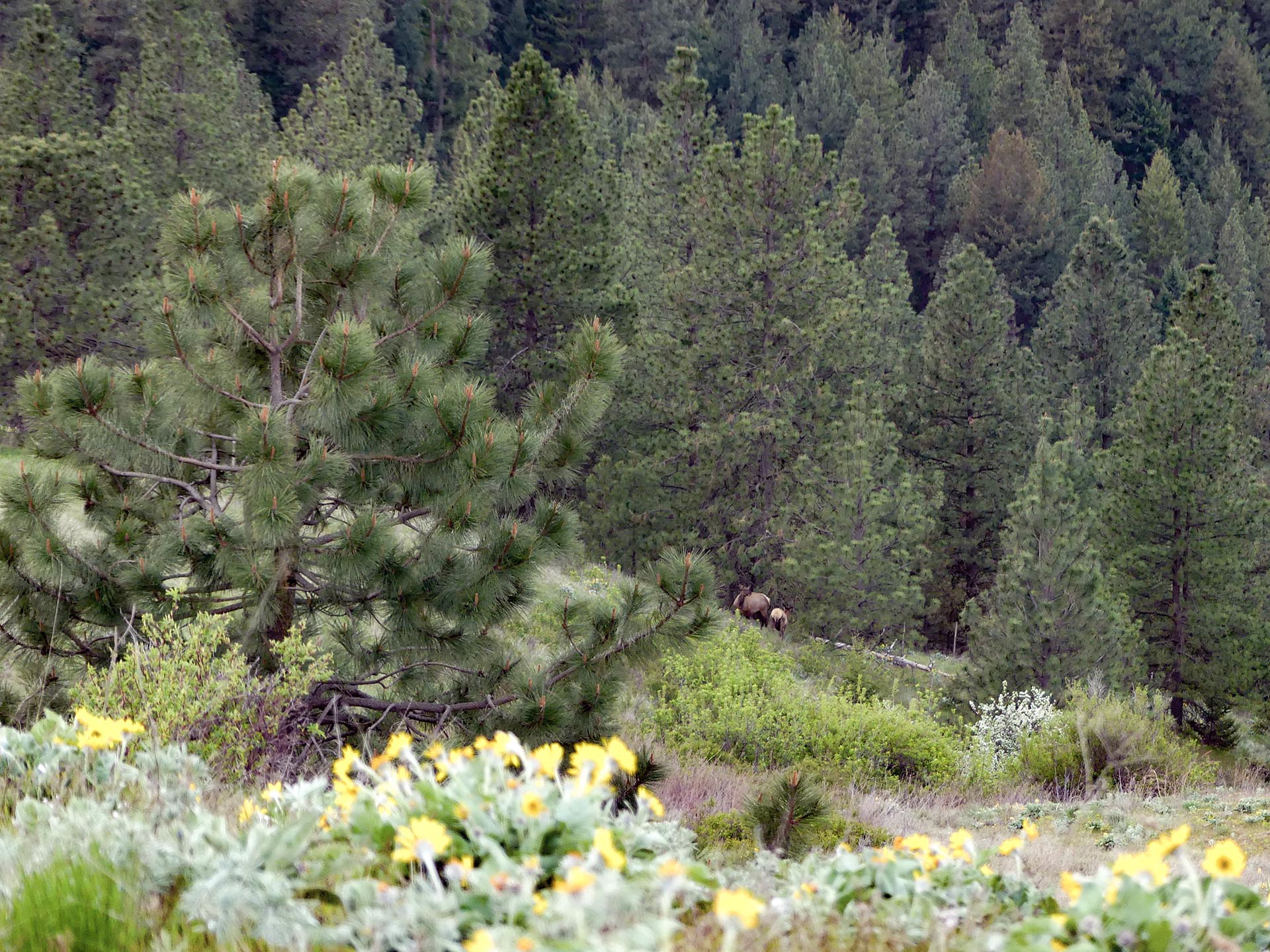 Conifer forest with yellow wildflowers in the foreground and two grazing animals near the center-right.