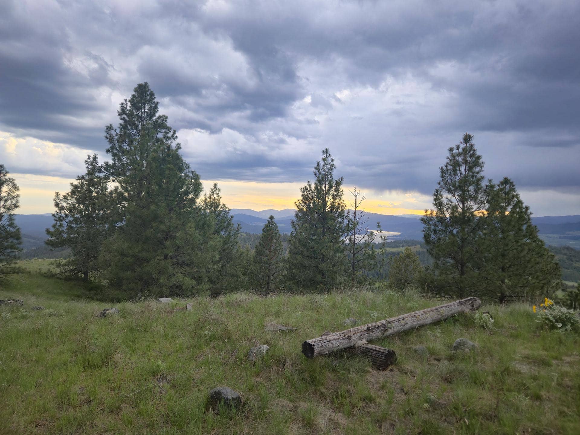 Overcast mountain meadow with tall pine trees, fallen logs, and distant hills at sunset.