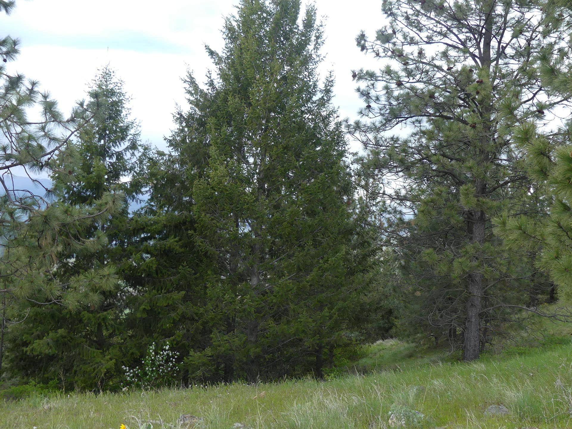 washington recreational ranch acreage elk ridge