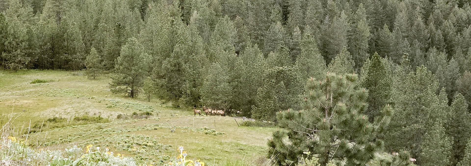 washington rural land for sale elk ridge