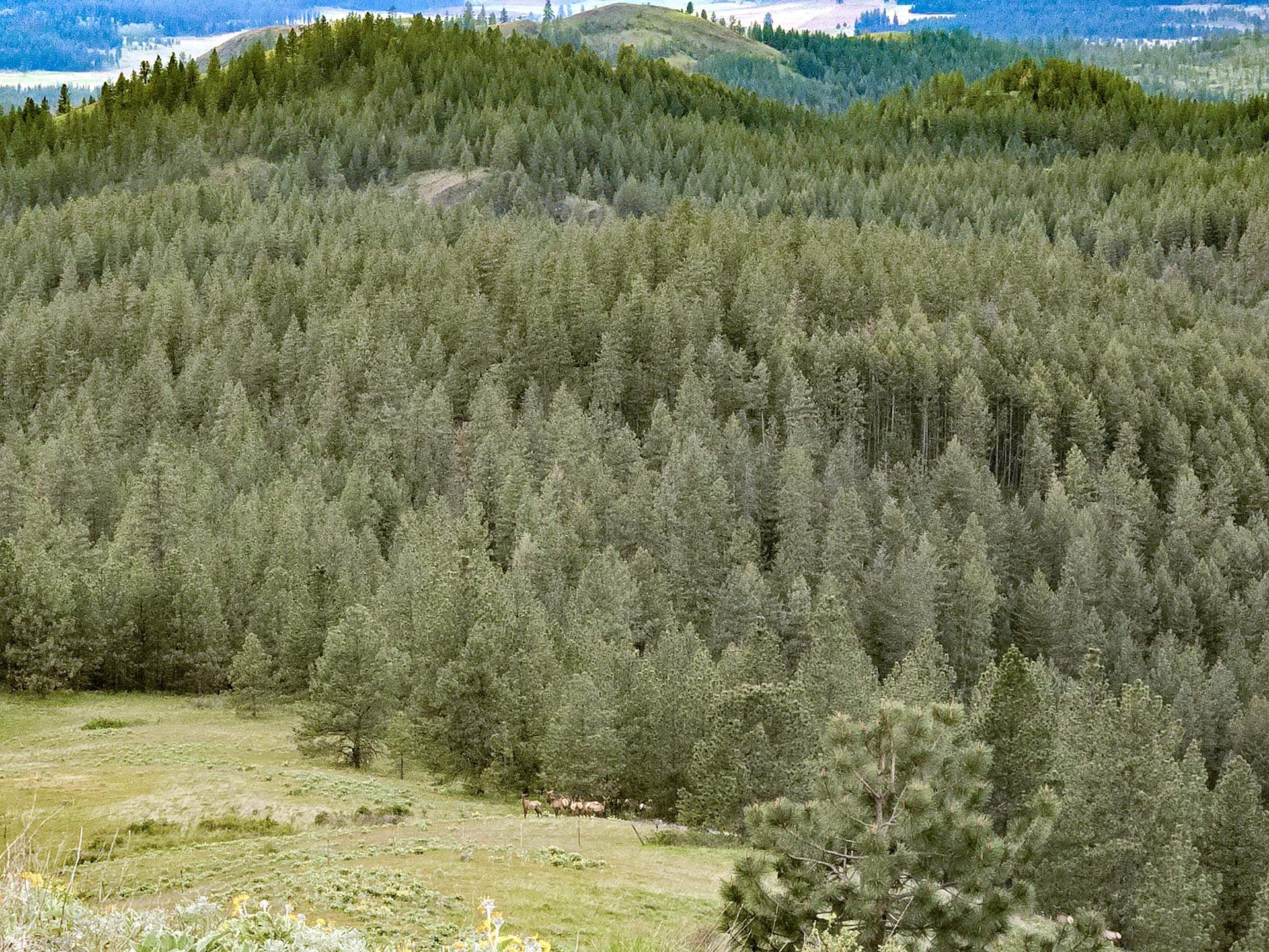 Dense evergreen forest covers rolling hills, with a grassy meadow at the front and a small herd of horses grazing nearby at the edge.