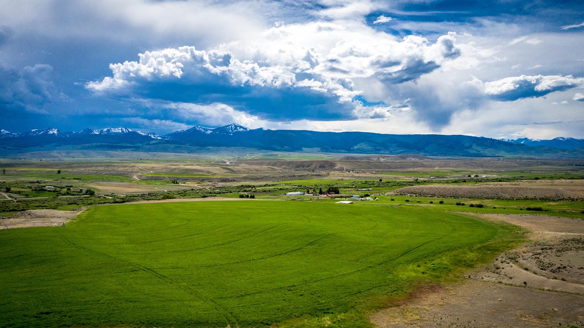 working cattle ranch Idaho Leadore Angus Ranch