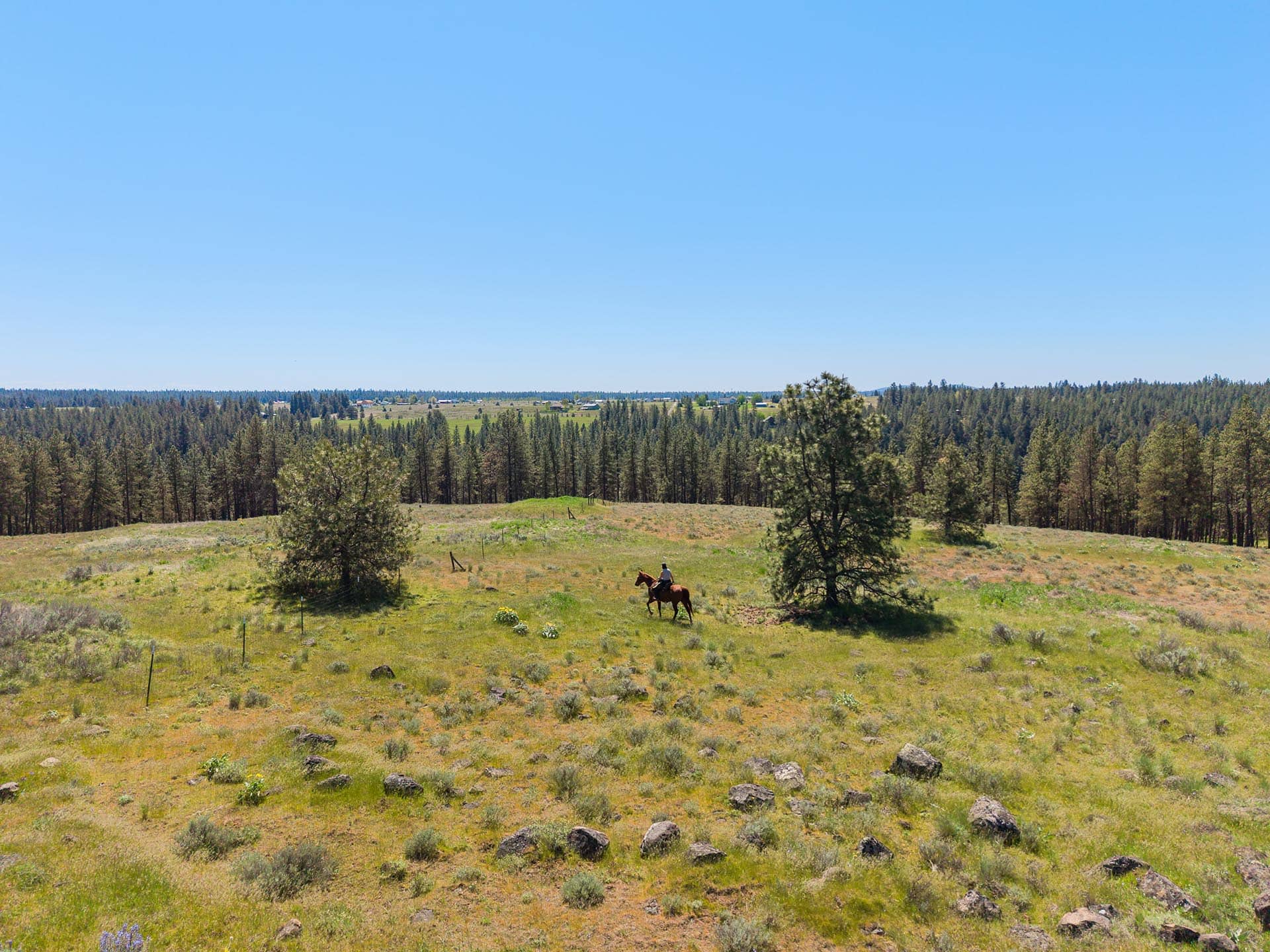 Horseback Riding washington Pierson Place