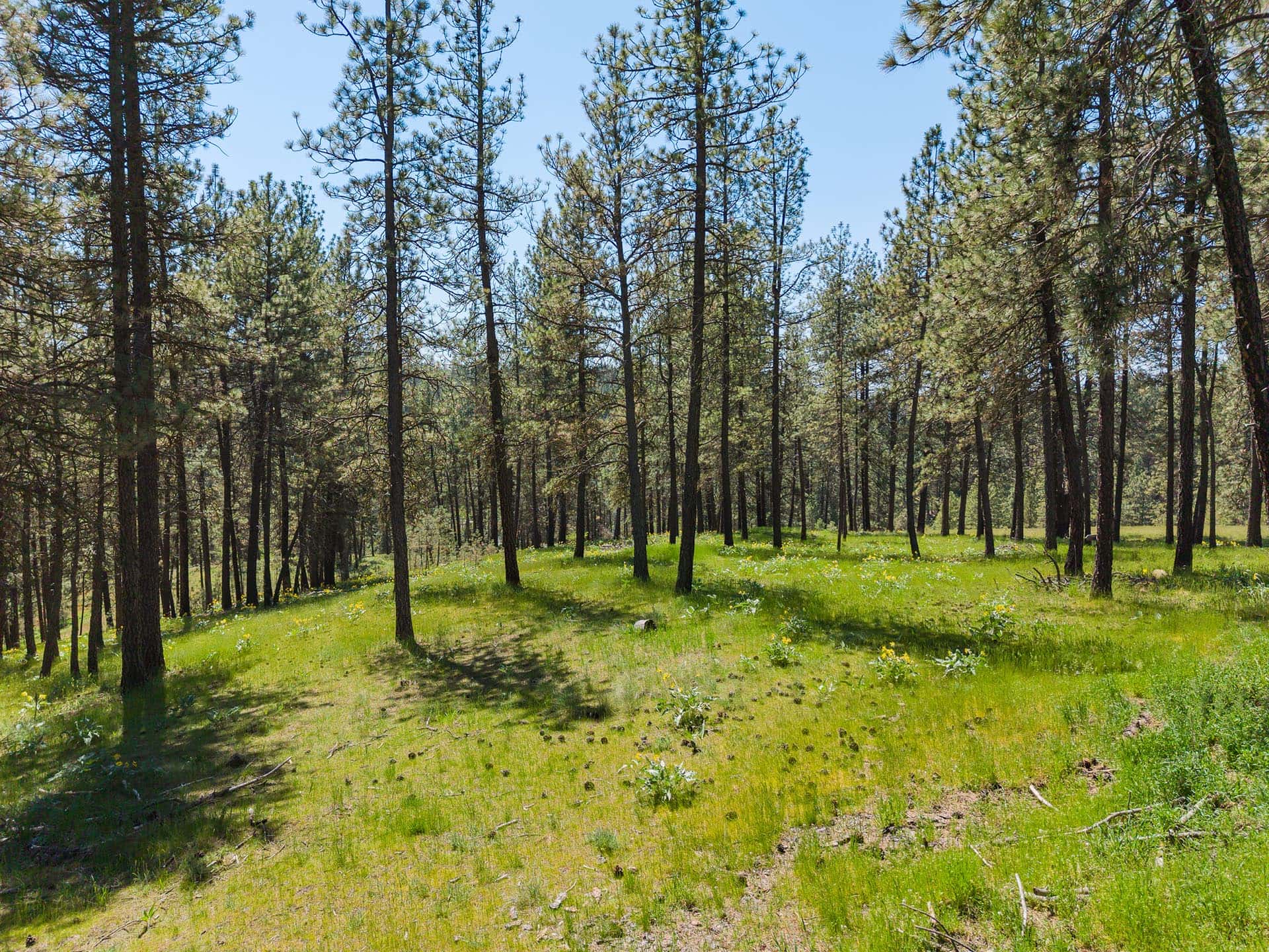 Scatter Timber Pasture washington Pierson Place