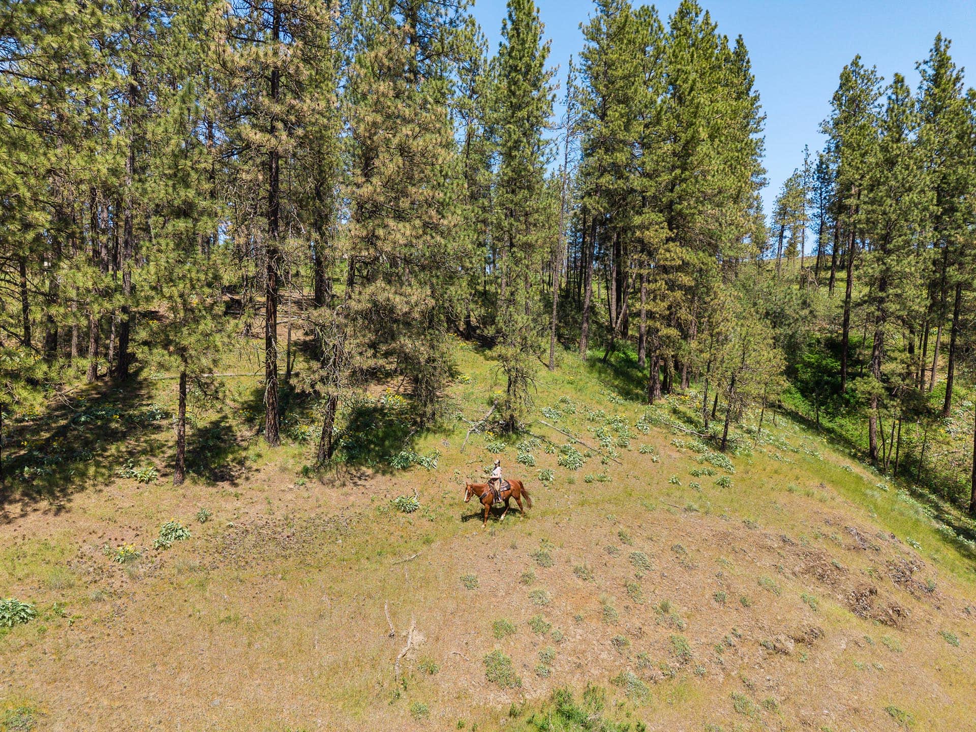 Aerial view of a rider on a brown horse trotting through a grassy clearing surrounded by tall pine trees.