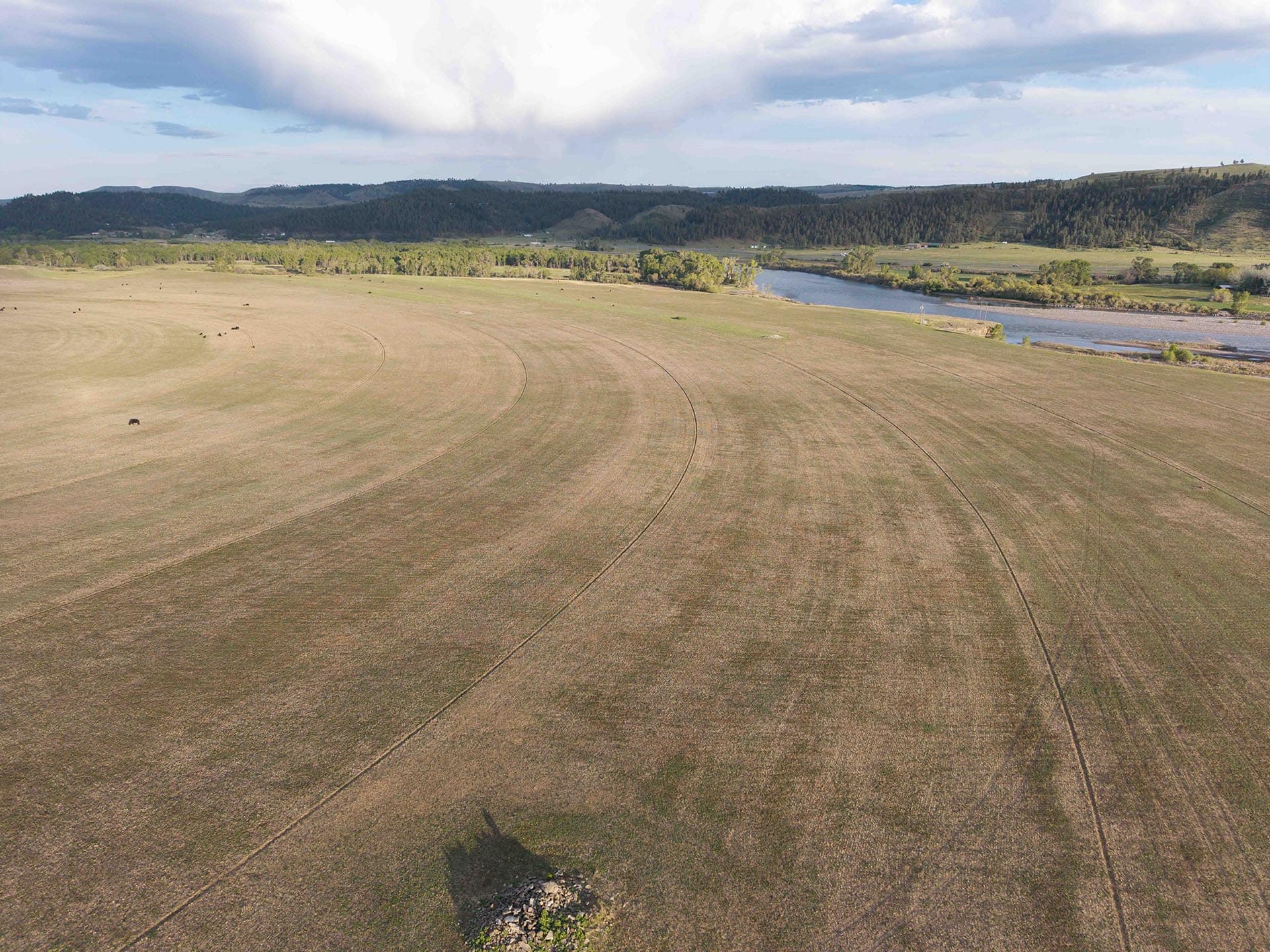 aerial view cattle grazing land montana springtime ranch on the yellowstone river